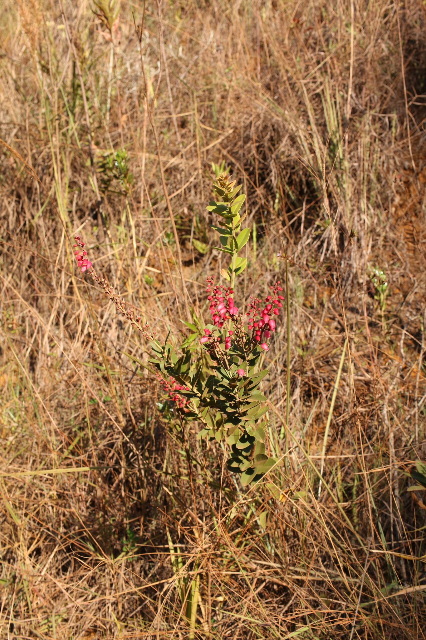 Photo of Magnoliopsida (6/6)