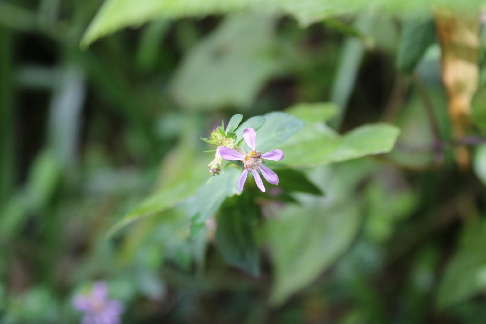 Photo of False heather (2/7)