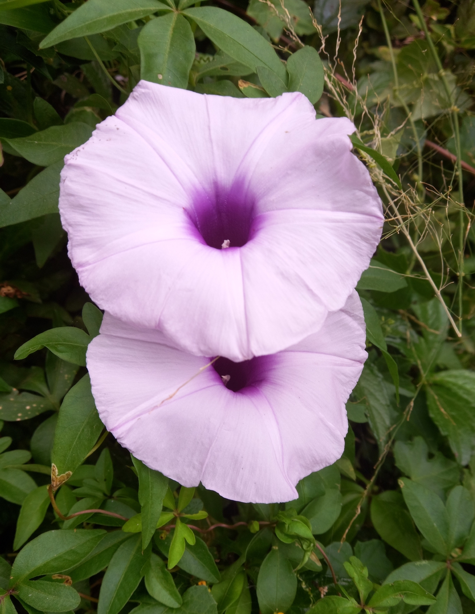 Photo of Mile-a-minute vine (7/12)