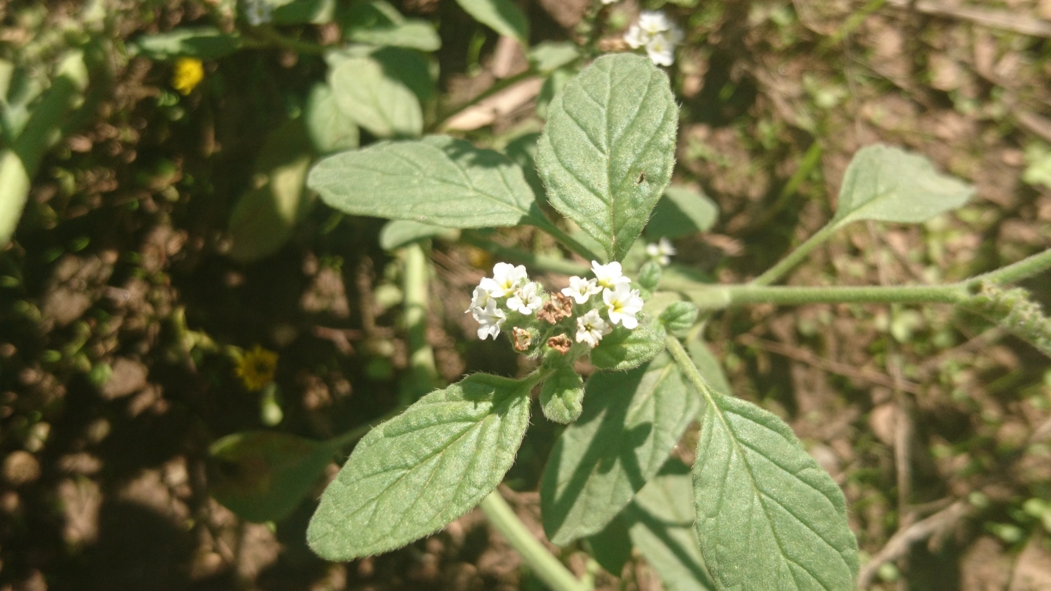 Photo of European heliotrope (3/12)