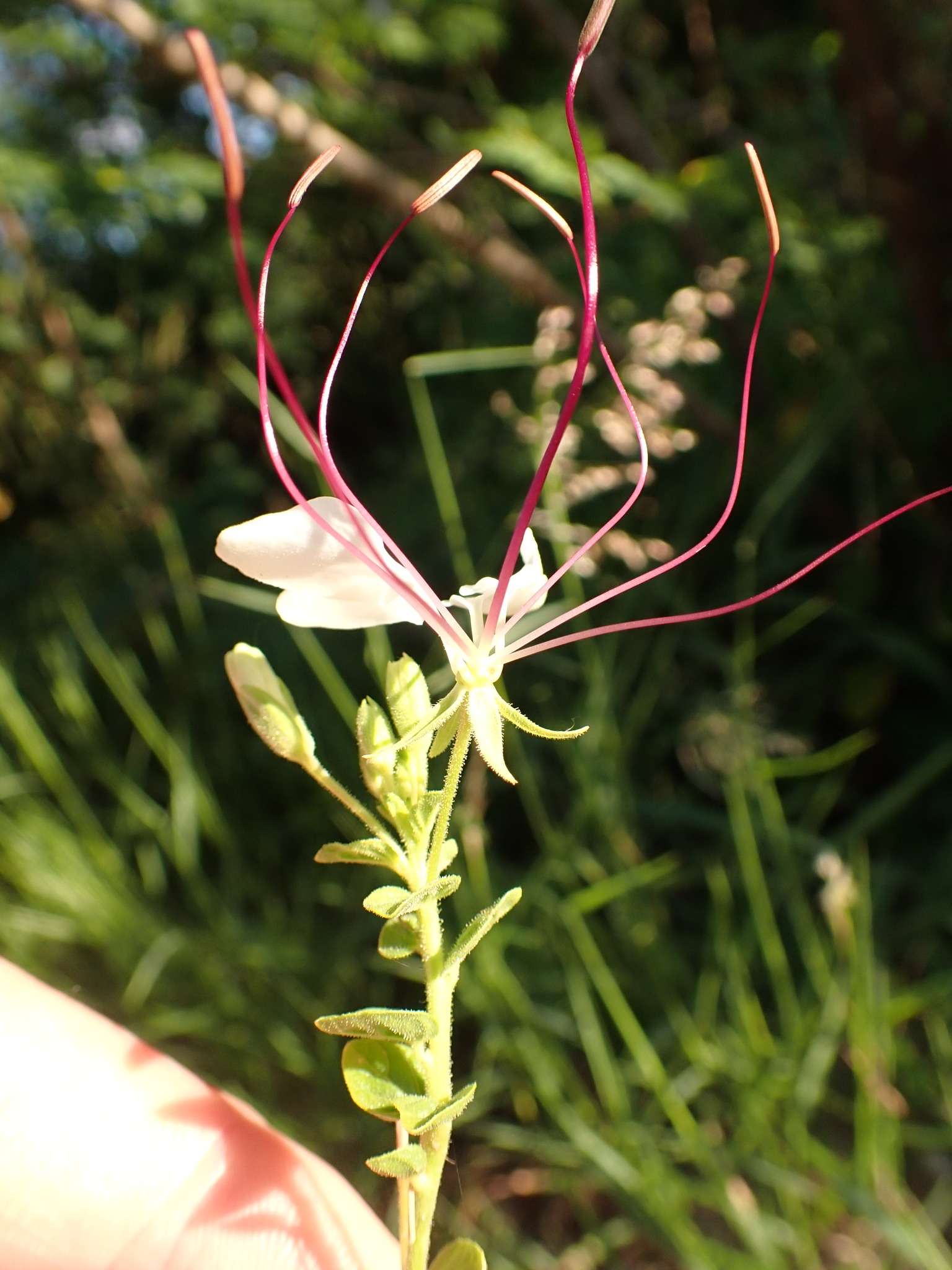 Photo of Spider flower (1/8)