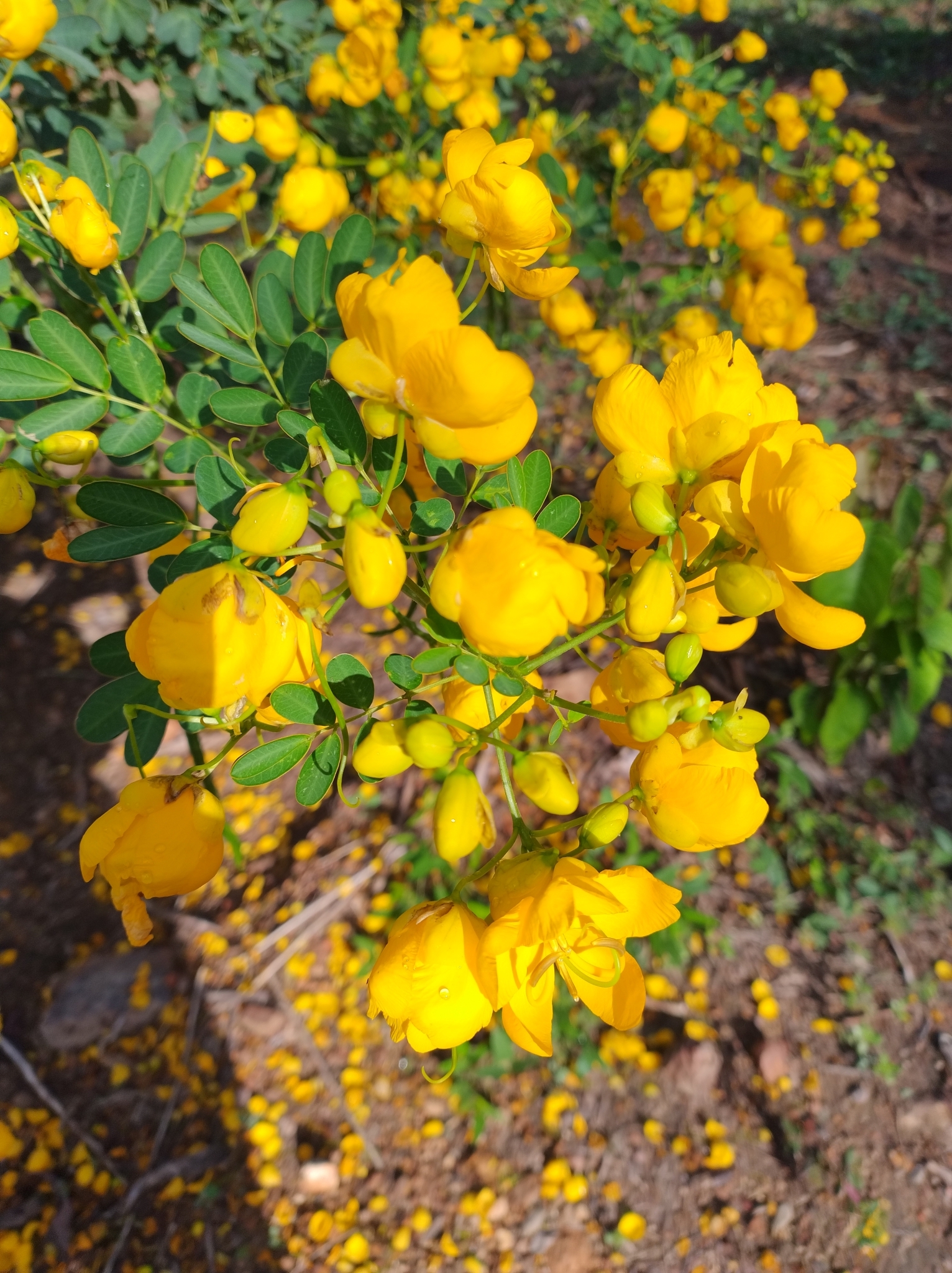 Photo of Candelabra Bush (3/6)