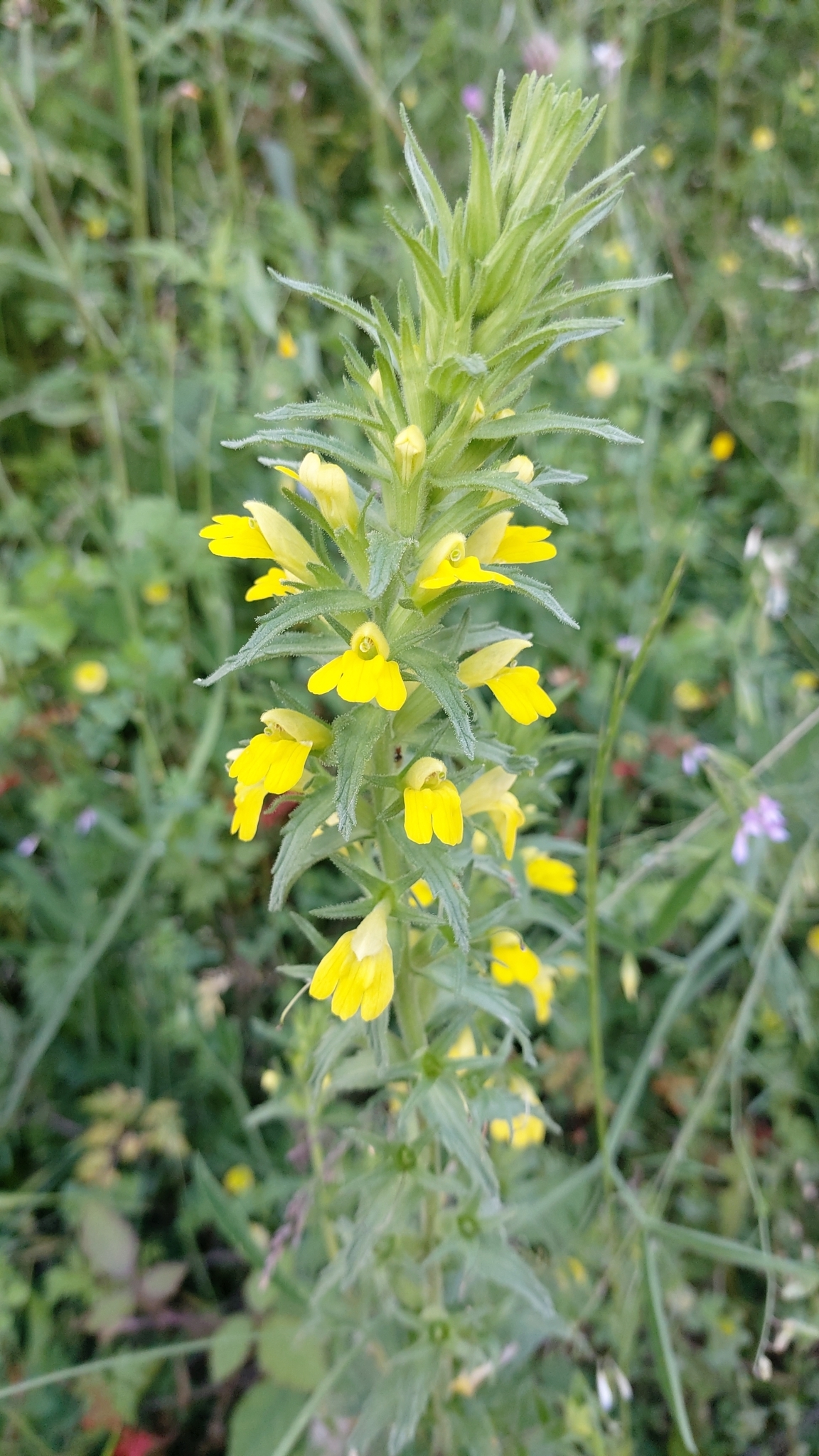 Photo of Yellow Glandweed (12/12)