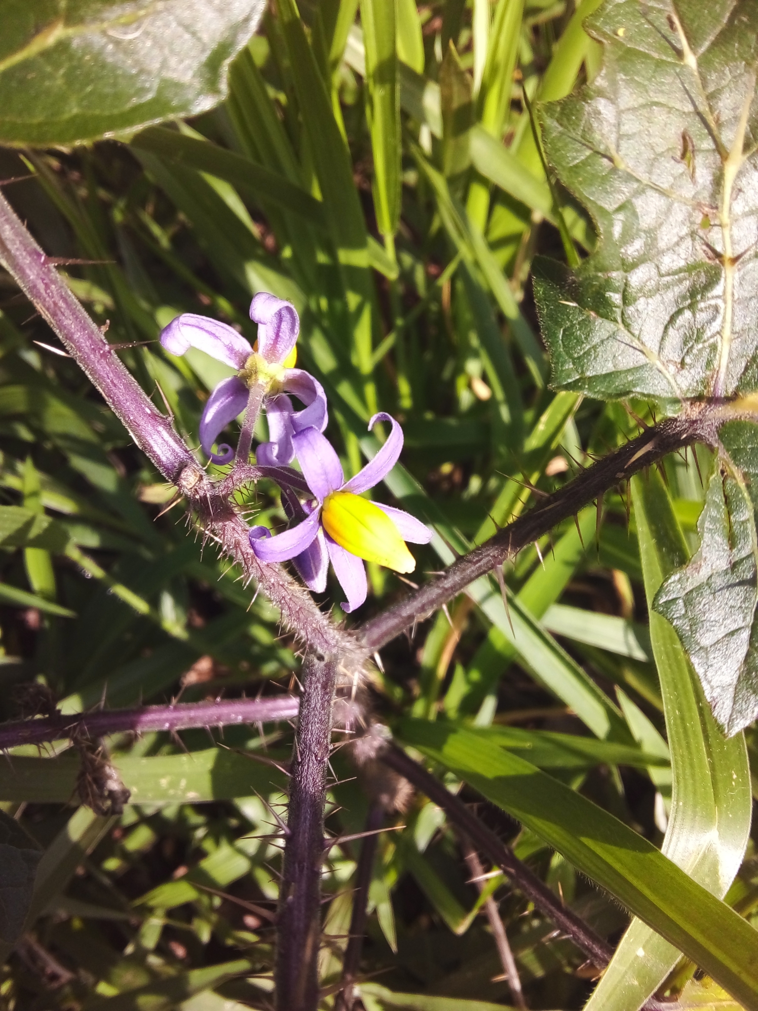 Photo of Solanum palinacanthum (6/7)