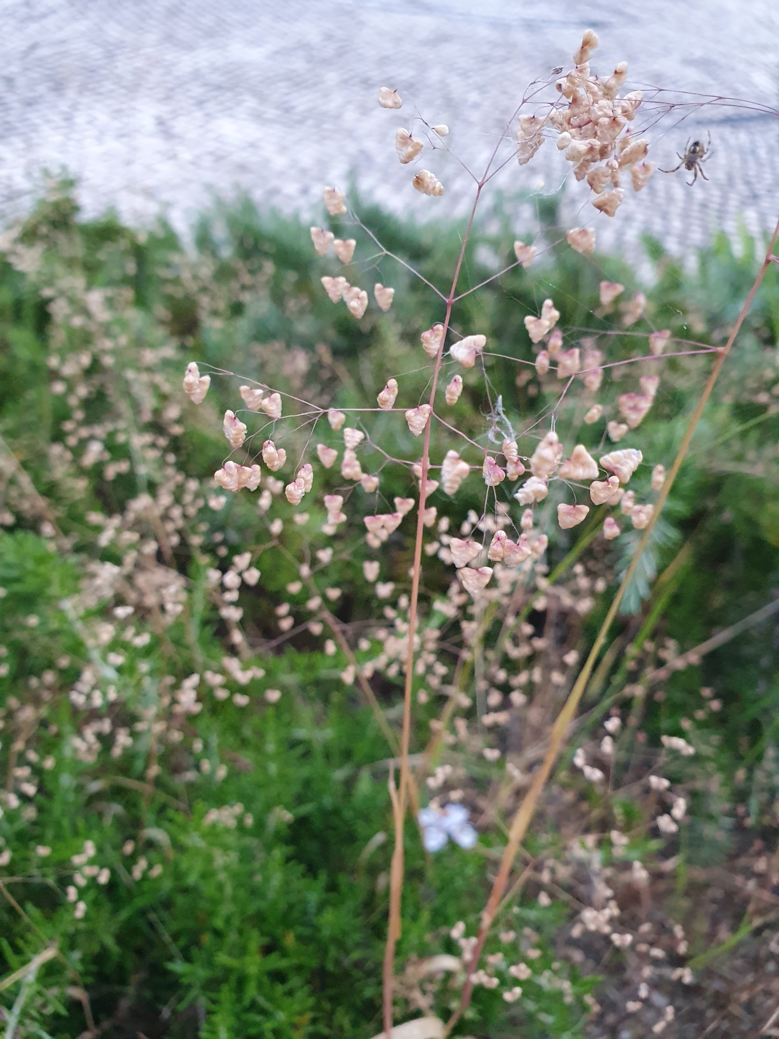 Photo of Little quaking-grass (3/12)