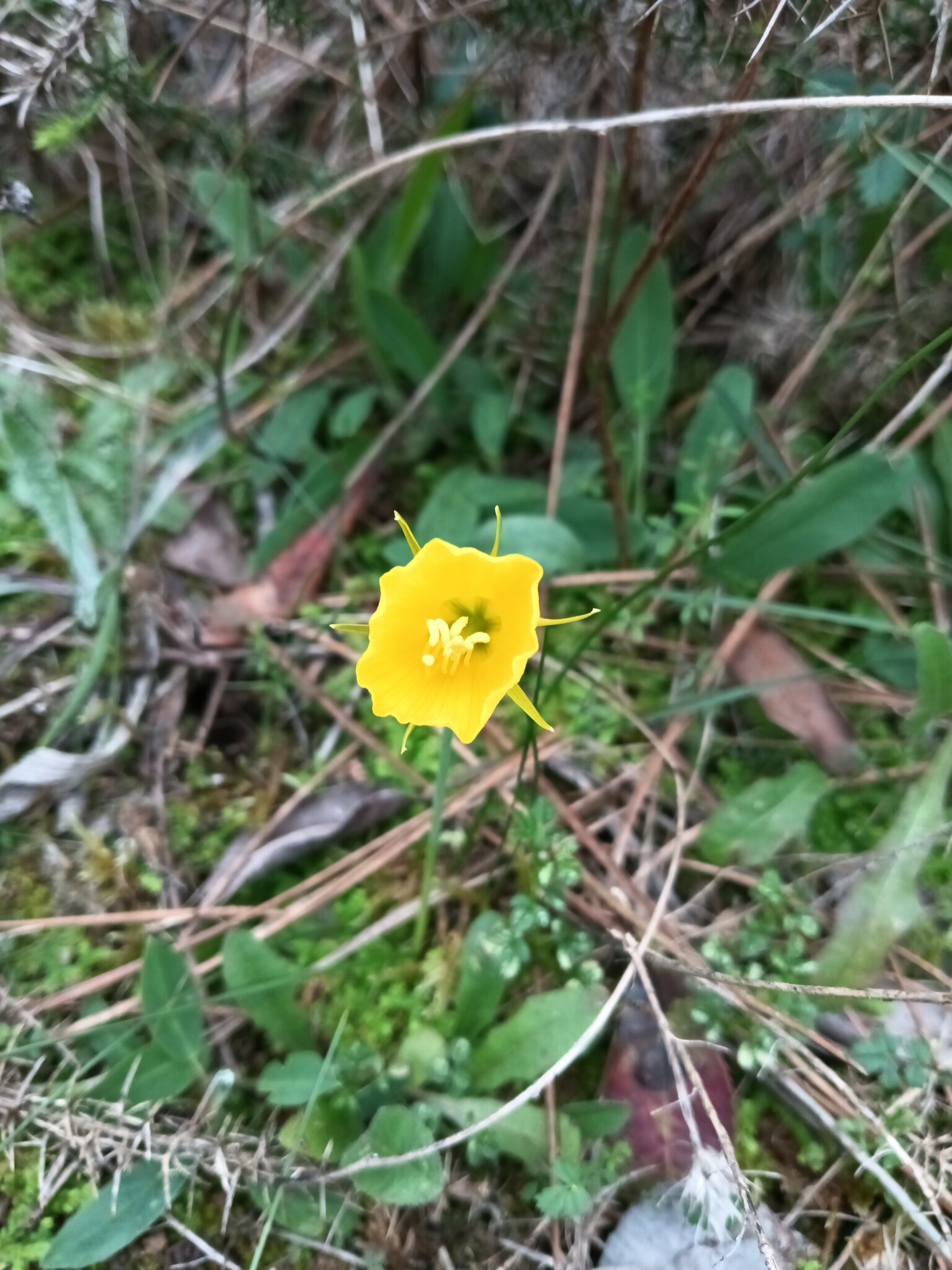 Photo of hoop-petticoat daffodil (11/12)