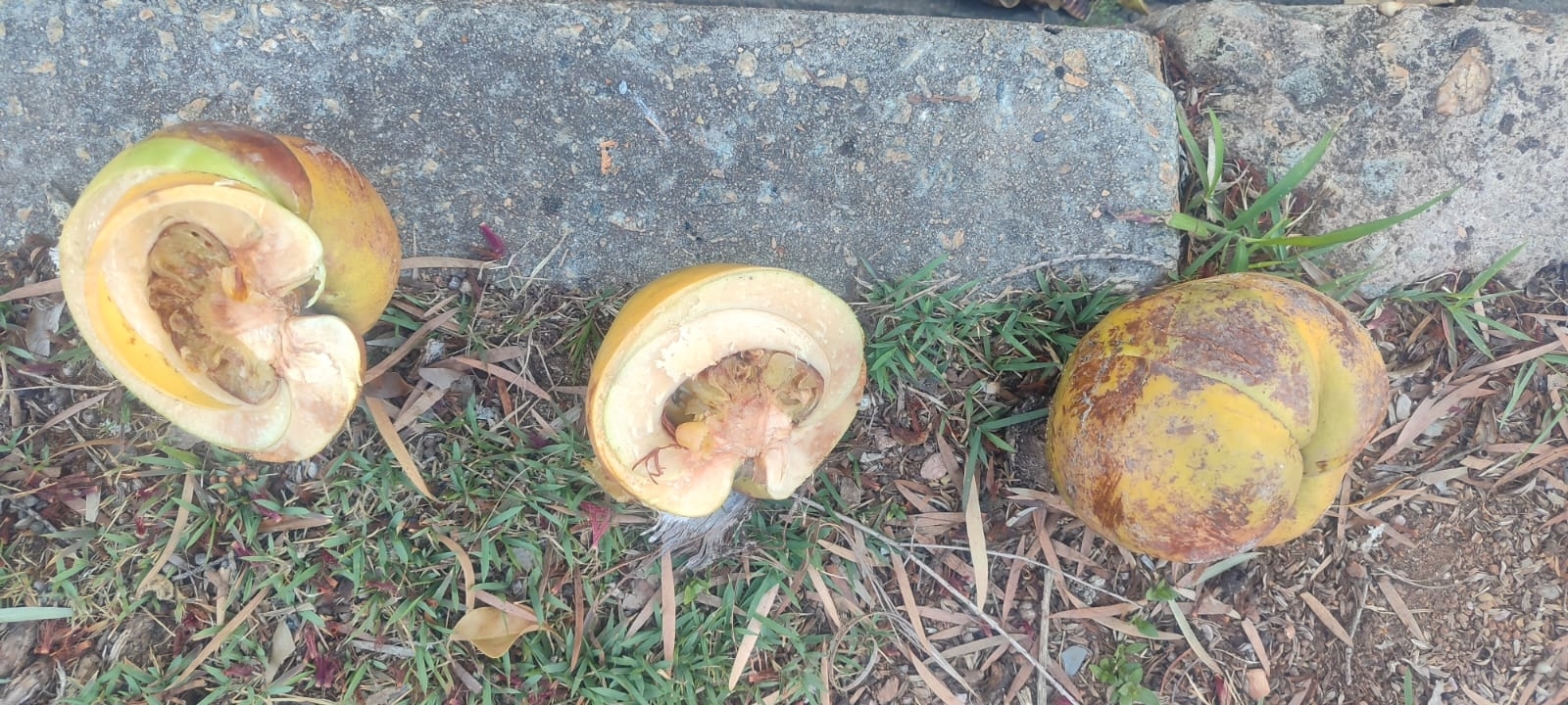 Photo of elephant apple (2/9)