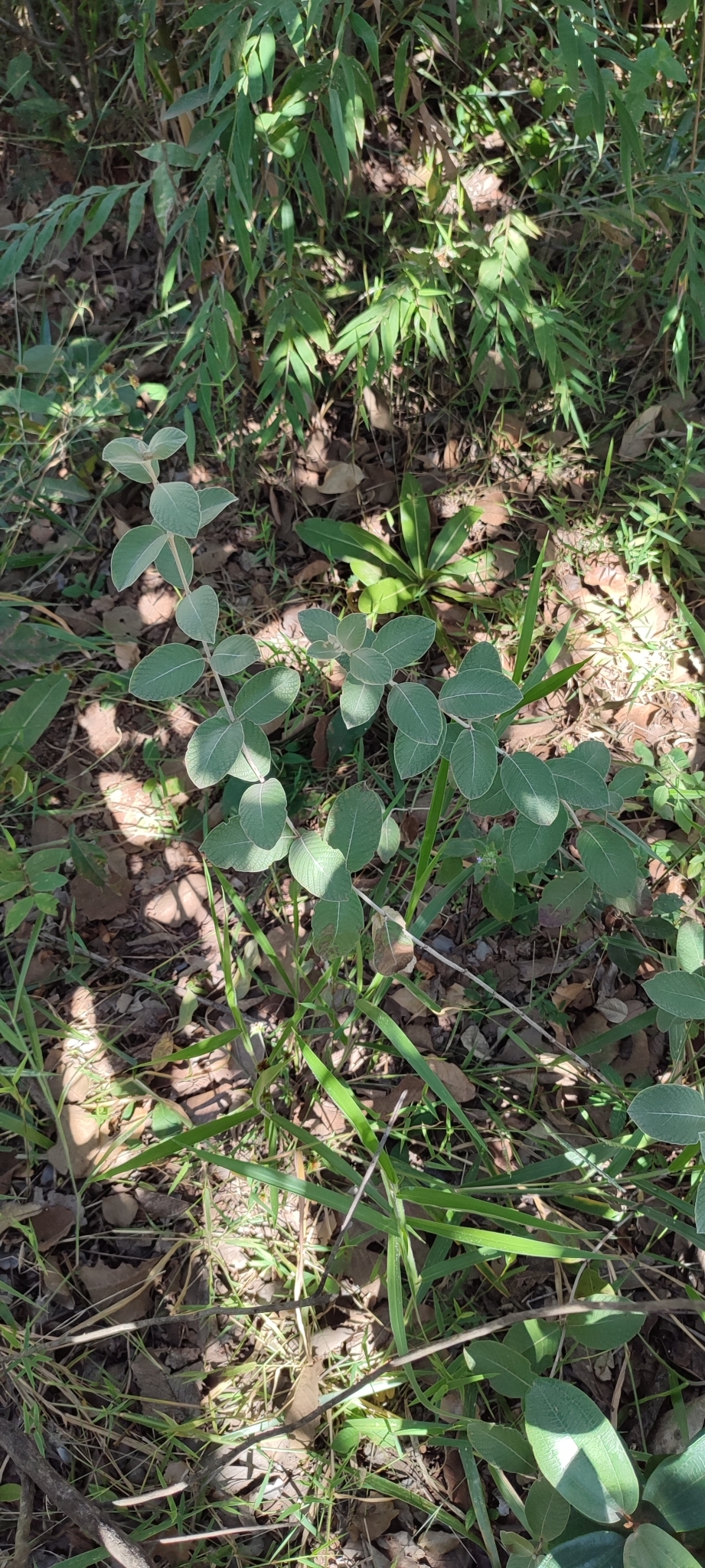 Photo of Sabicea brasiliensis (1/12)