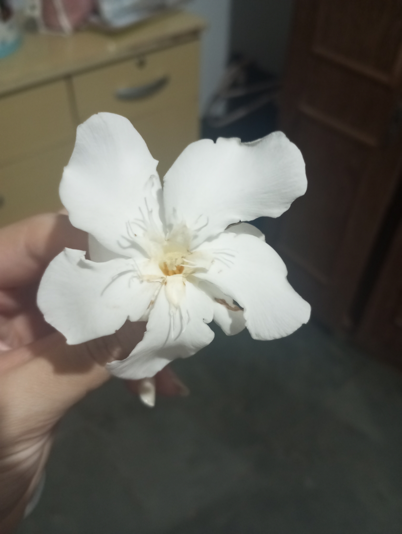 Photo of oleander (3/10)
