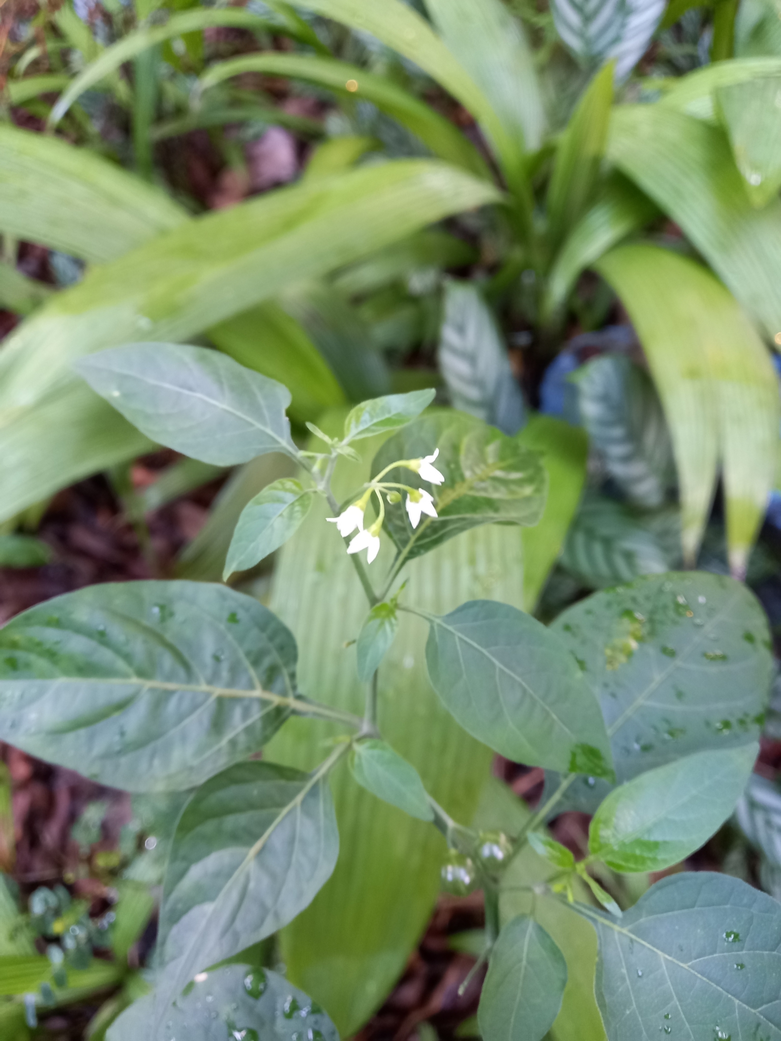 Photo of American black nightshade (2/10)
