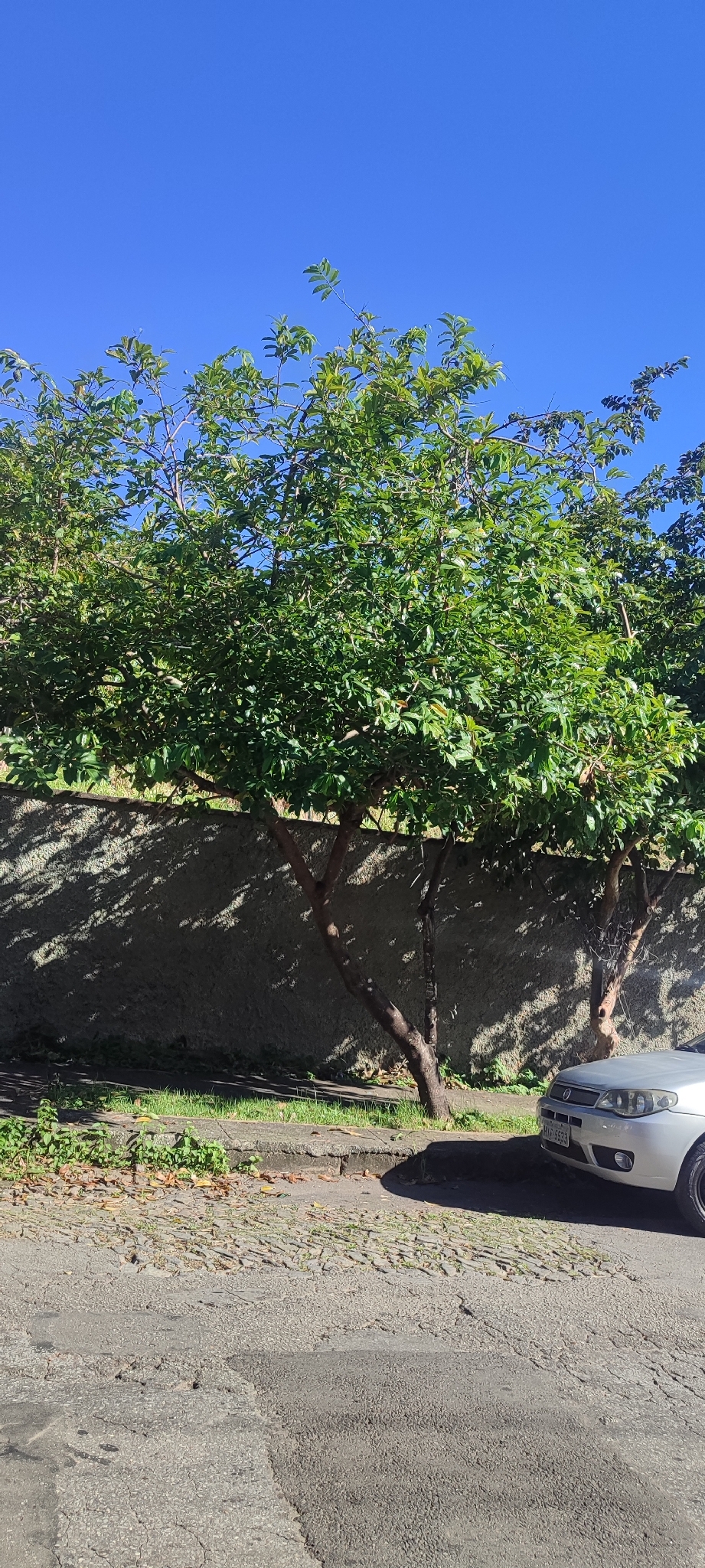 Photo of Soursop (6/11)
