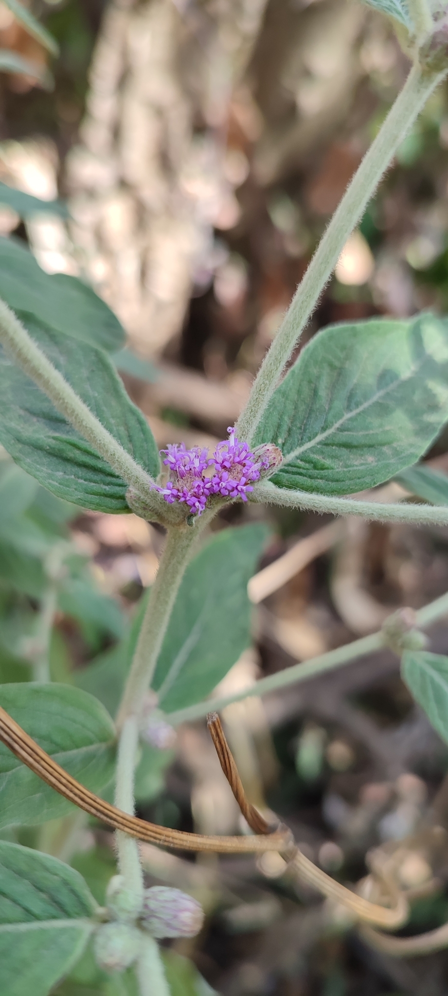 Photo of Lepidaploa chamissonis (3/12)
