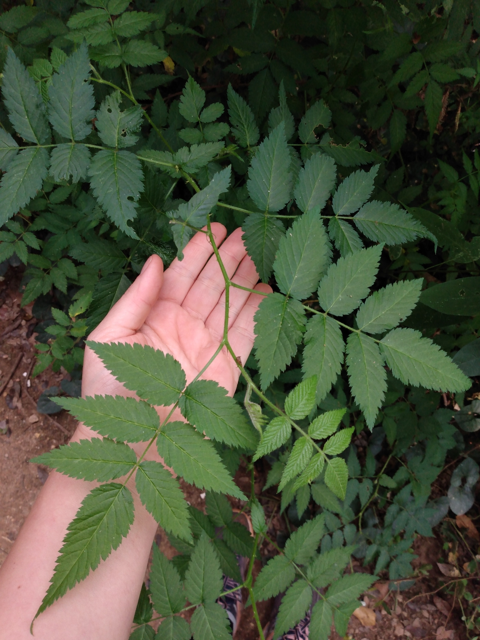 Photo of roseleaf bramble (4/10)