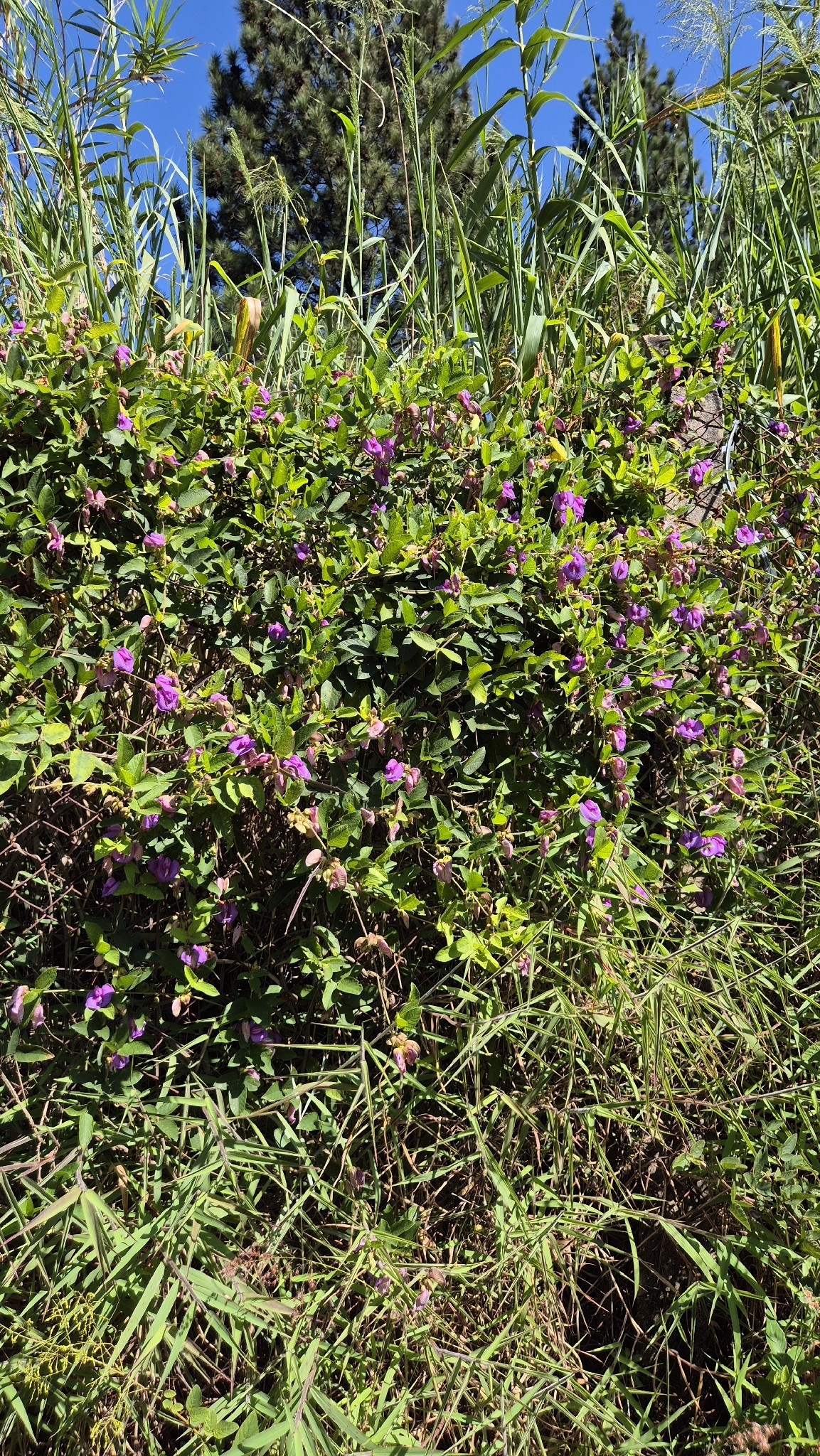 Photo of butterfly pea (8/9)