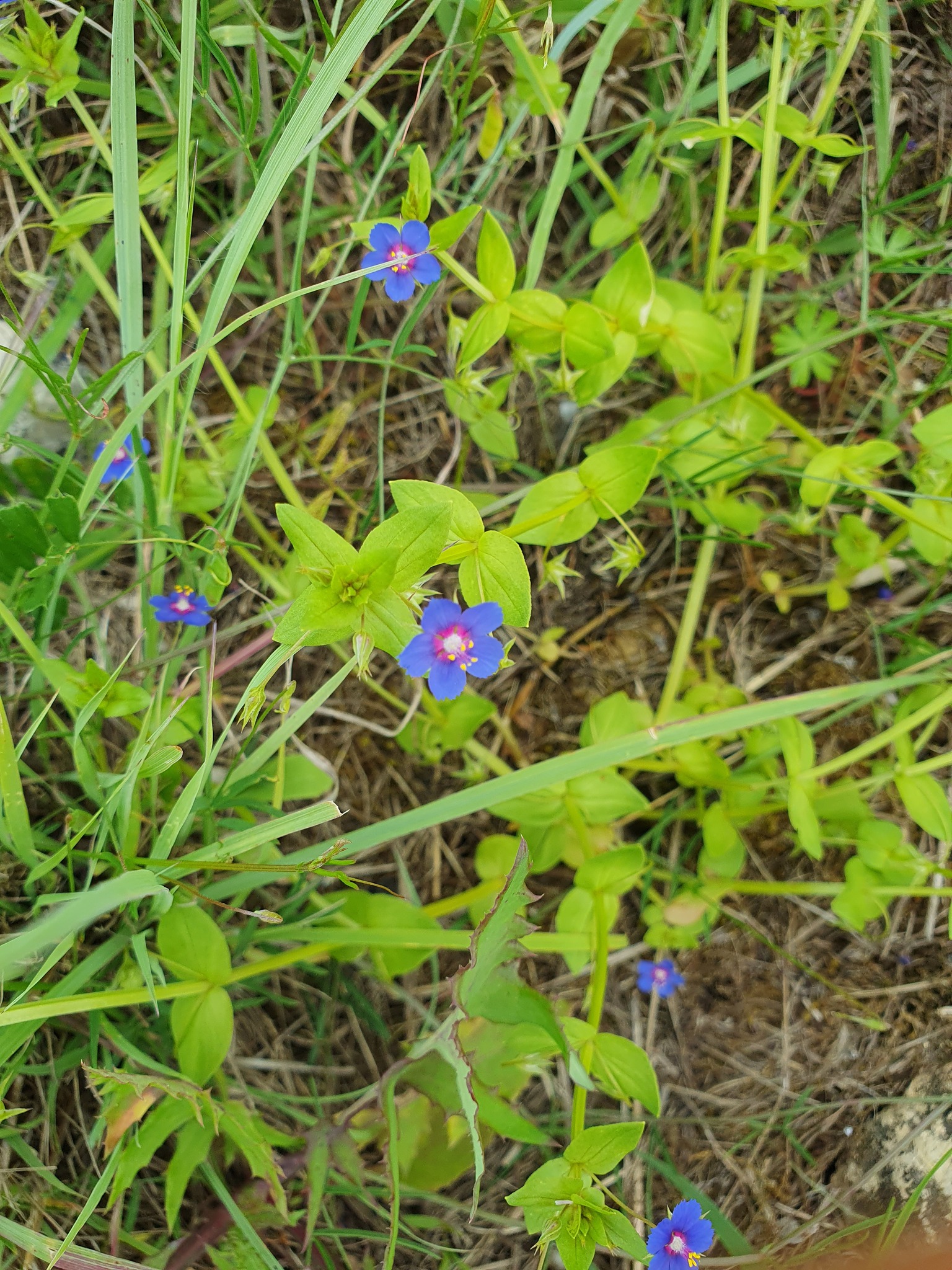 Photo of Blue Scarlet Pimpernel (1/12)