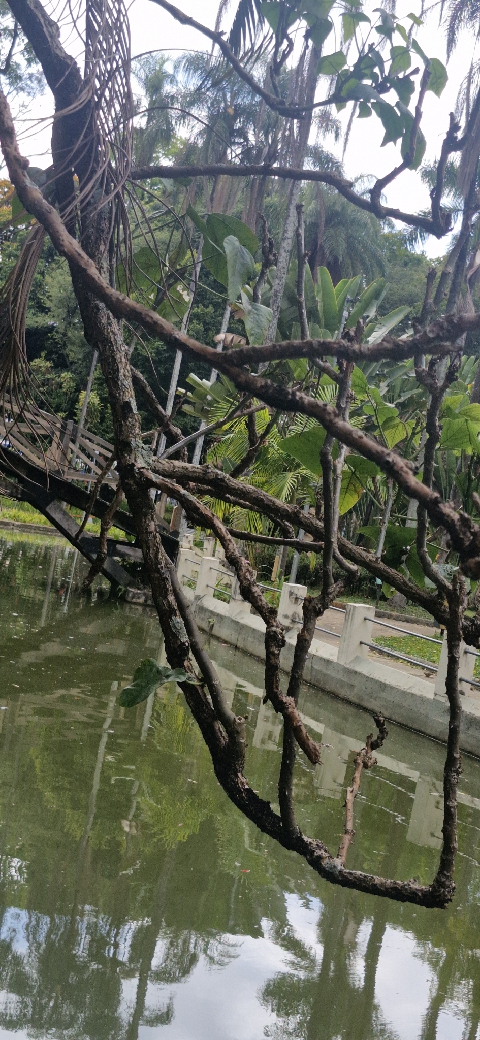 Photo of Magnoliopsida (5/6)