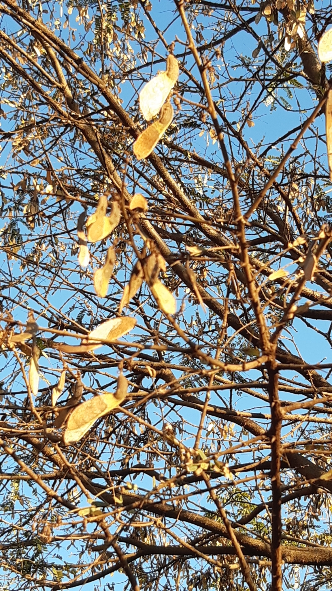 Photo of Magnoliopsida (2/5)