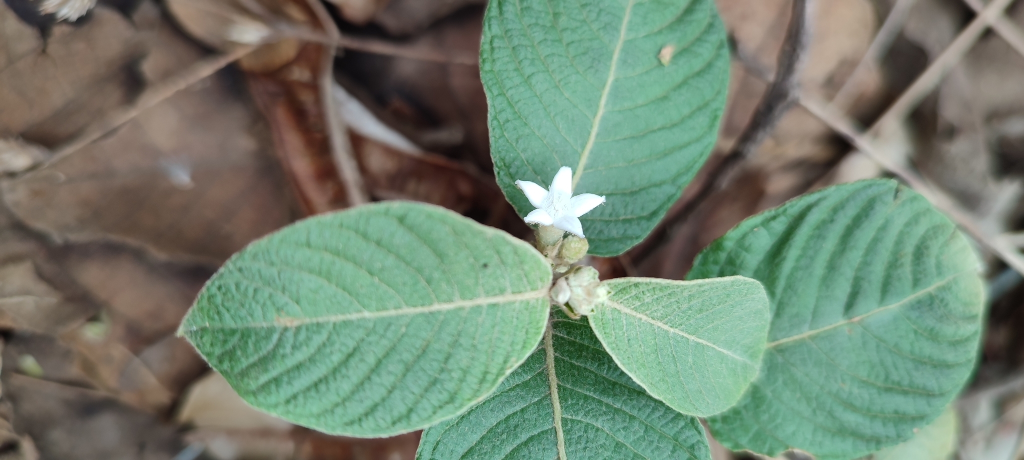 Photo of Sabicea brasiliensis (4/6)
