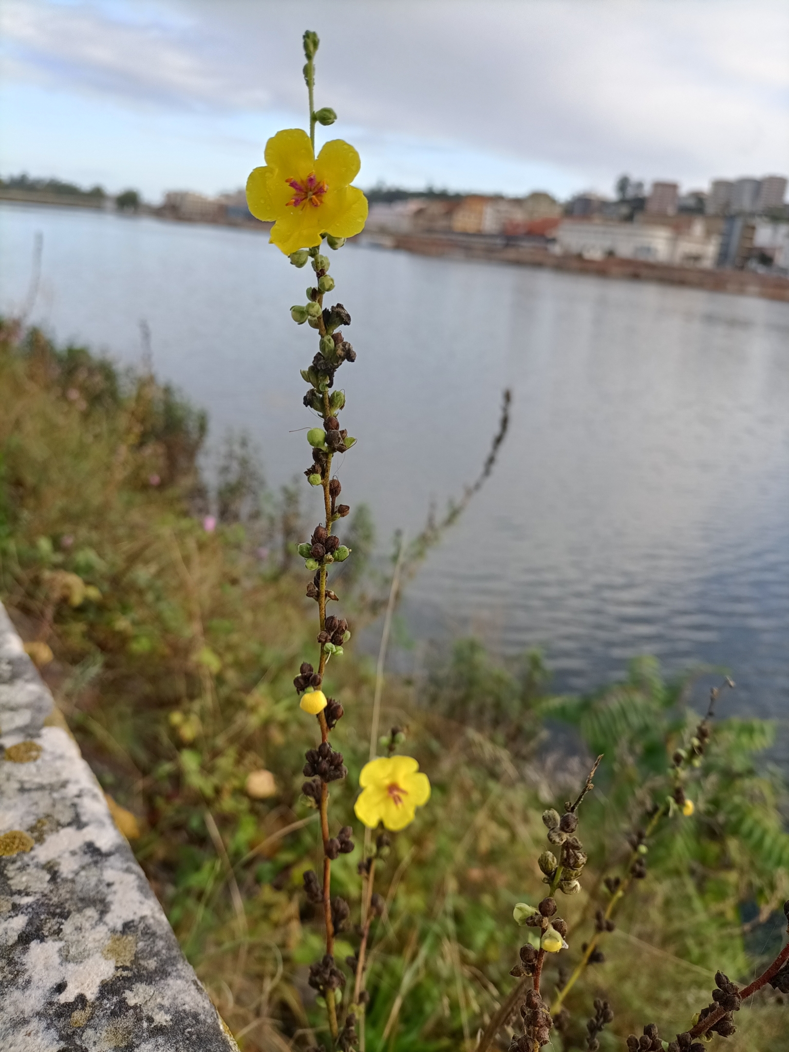 Photo of wavyleaf mullein (8/12)