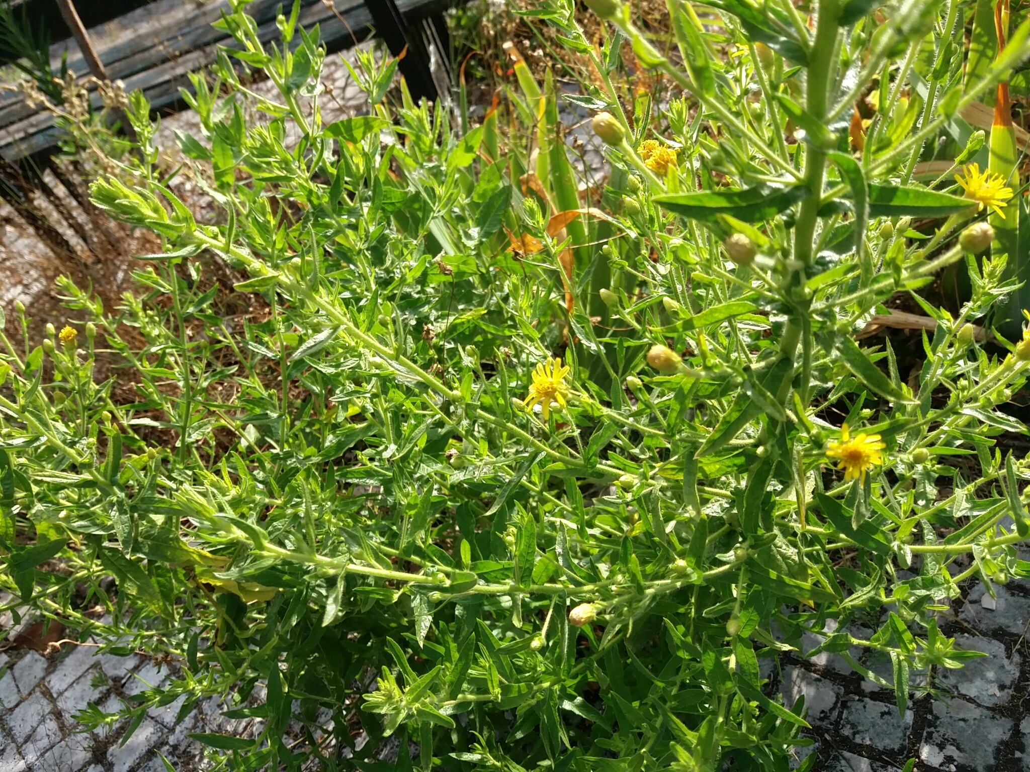 Photo of false yellowhead (8/12)