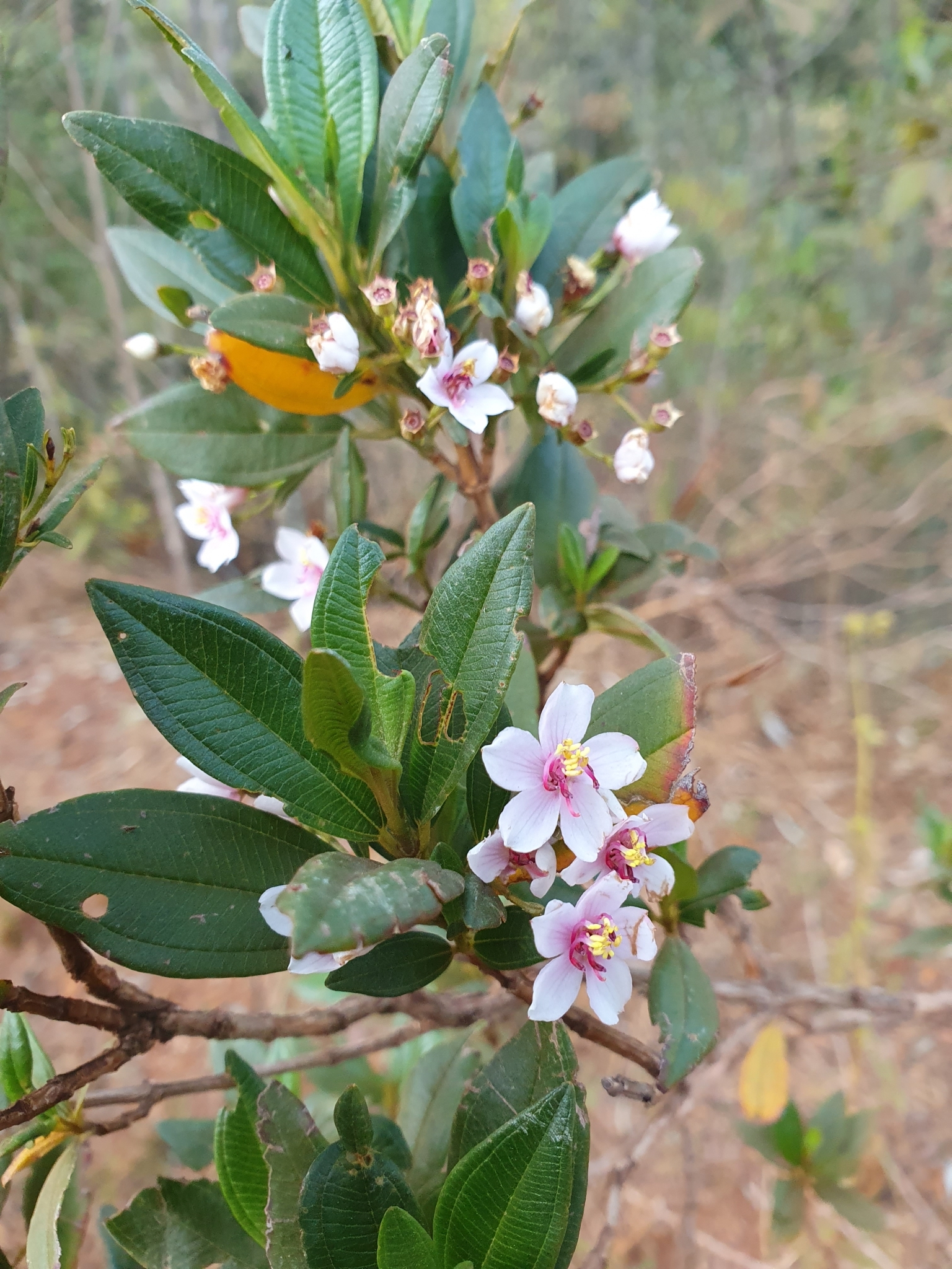 Photo of Trembleya parviflora (5/8)