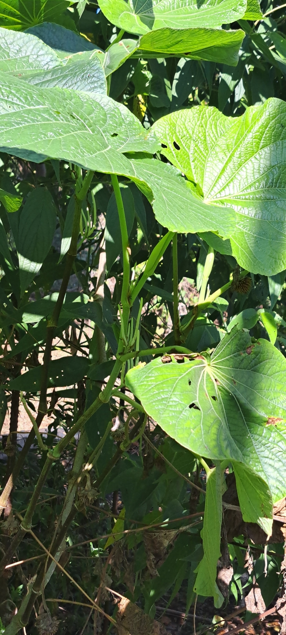 Photo of pariparoba (1/7)