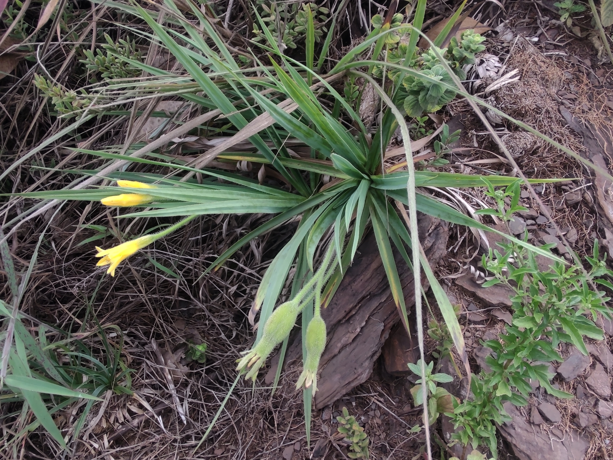 Photo of Barbacenia (2/7)