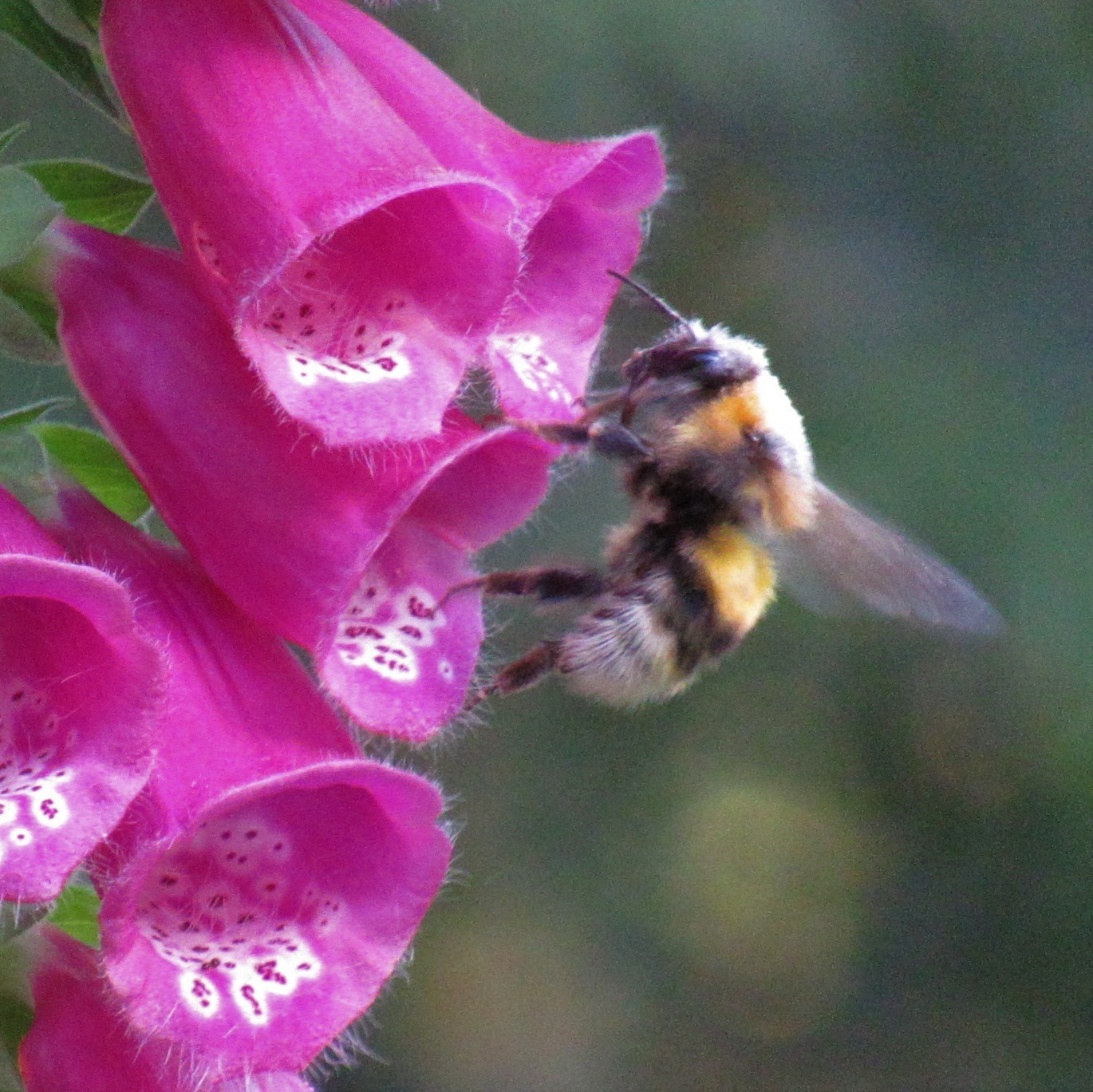 Photo of purple foxglove (12/12)