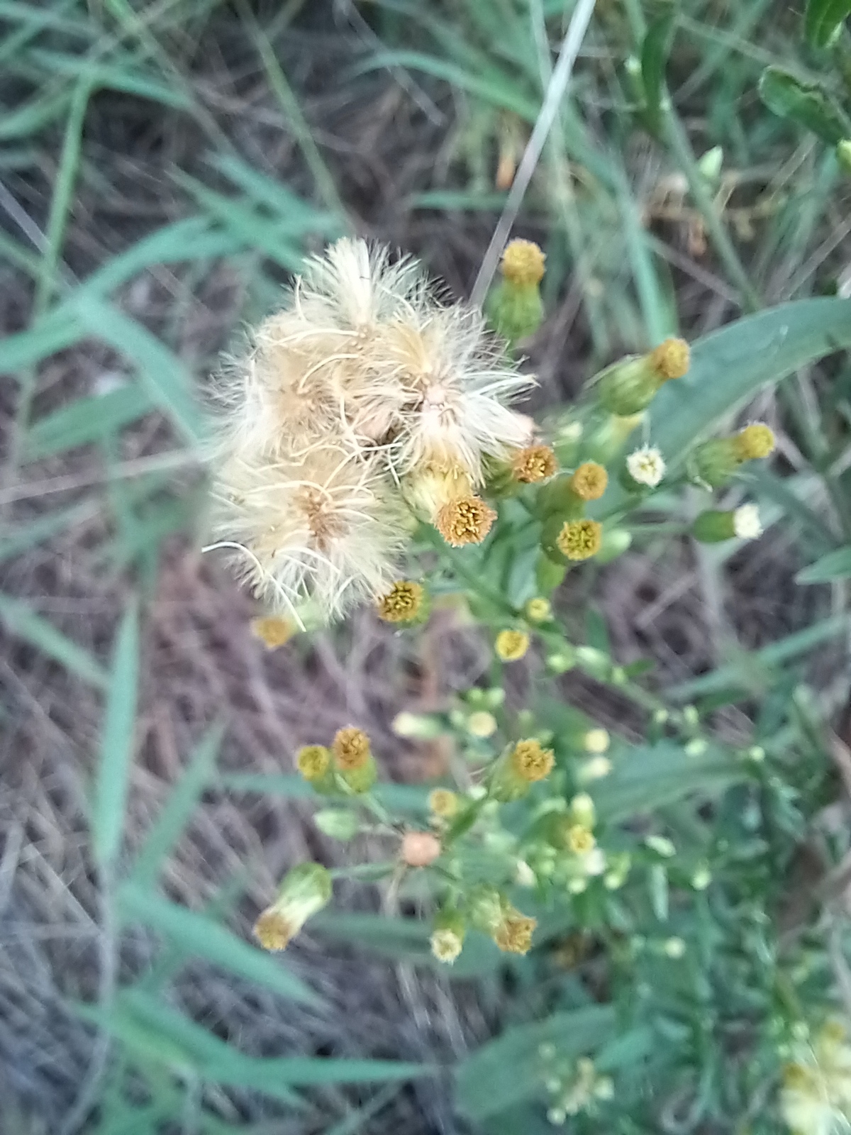 Photo of tropical horseweed (3/7)