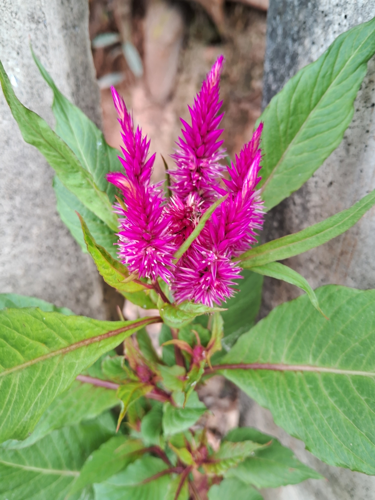 Photo of Flamingo Feather Flower (7/7)