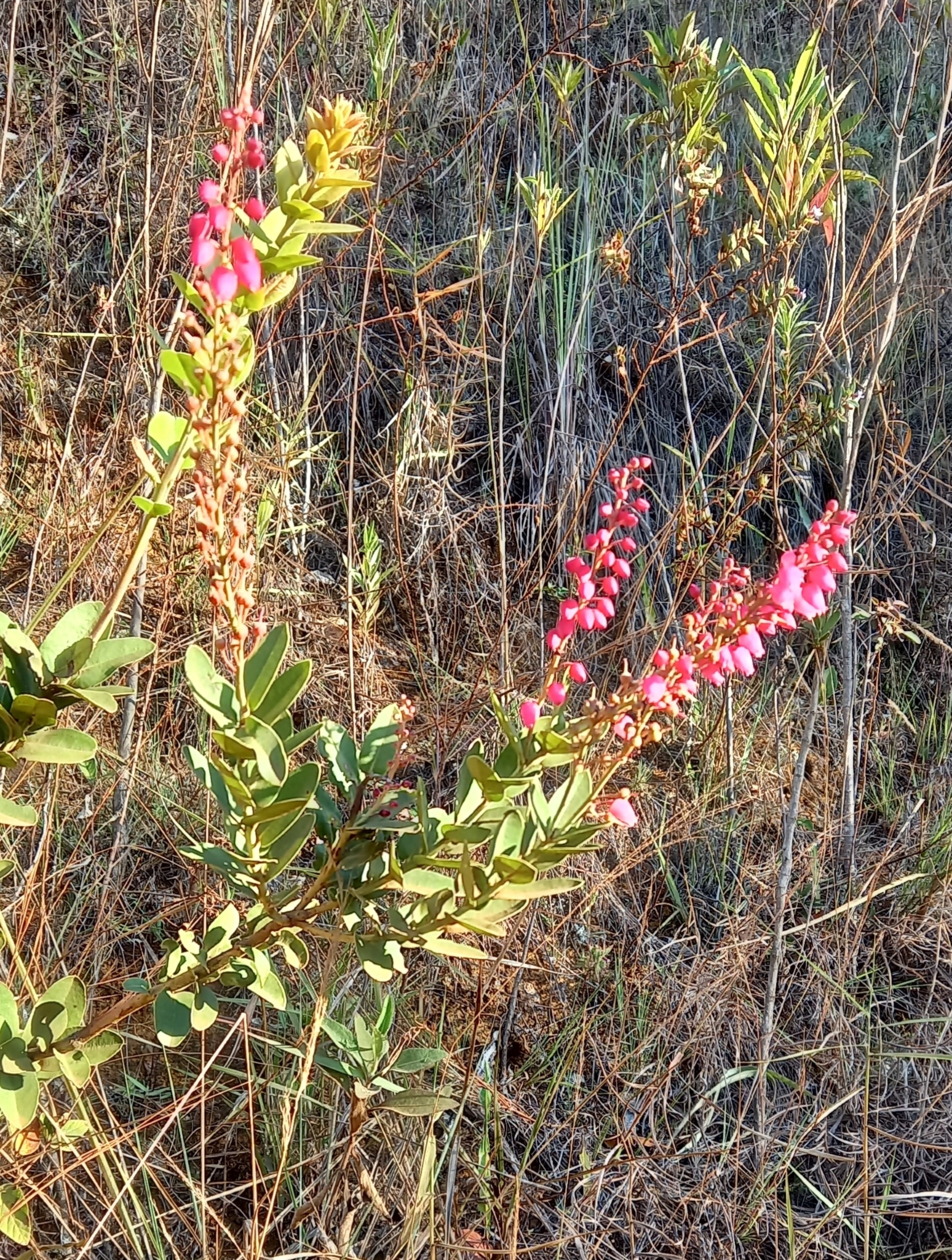 Photo of Magnoliopsida (1/6)