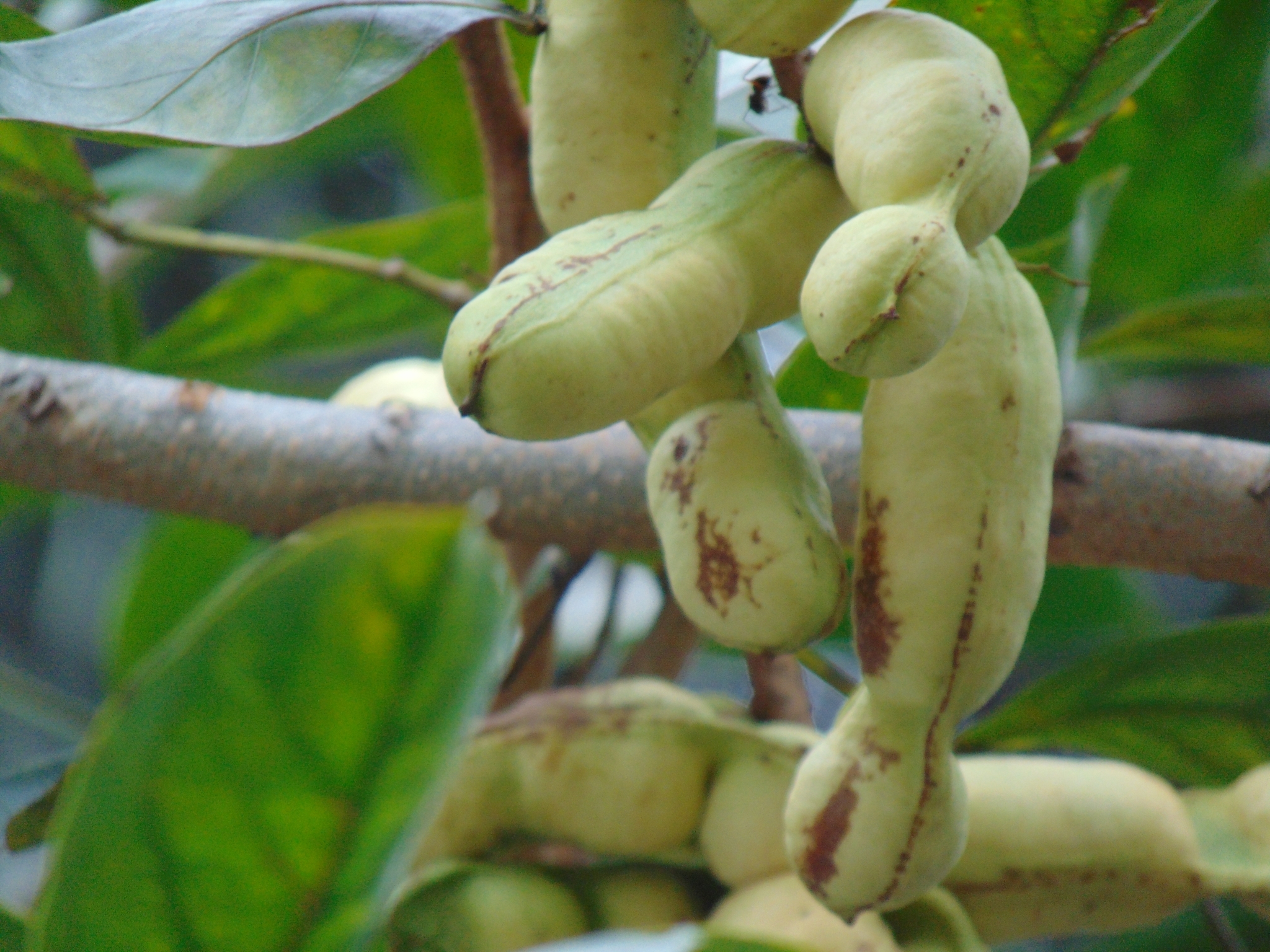Photo of sacky sac bean (6/10)