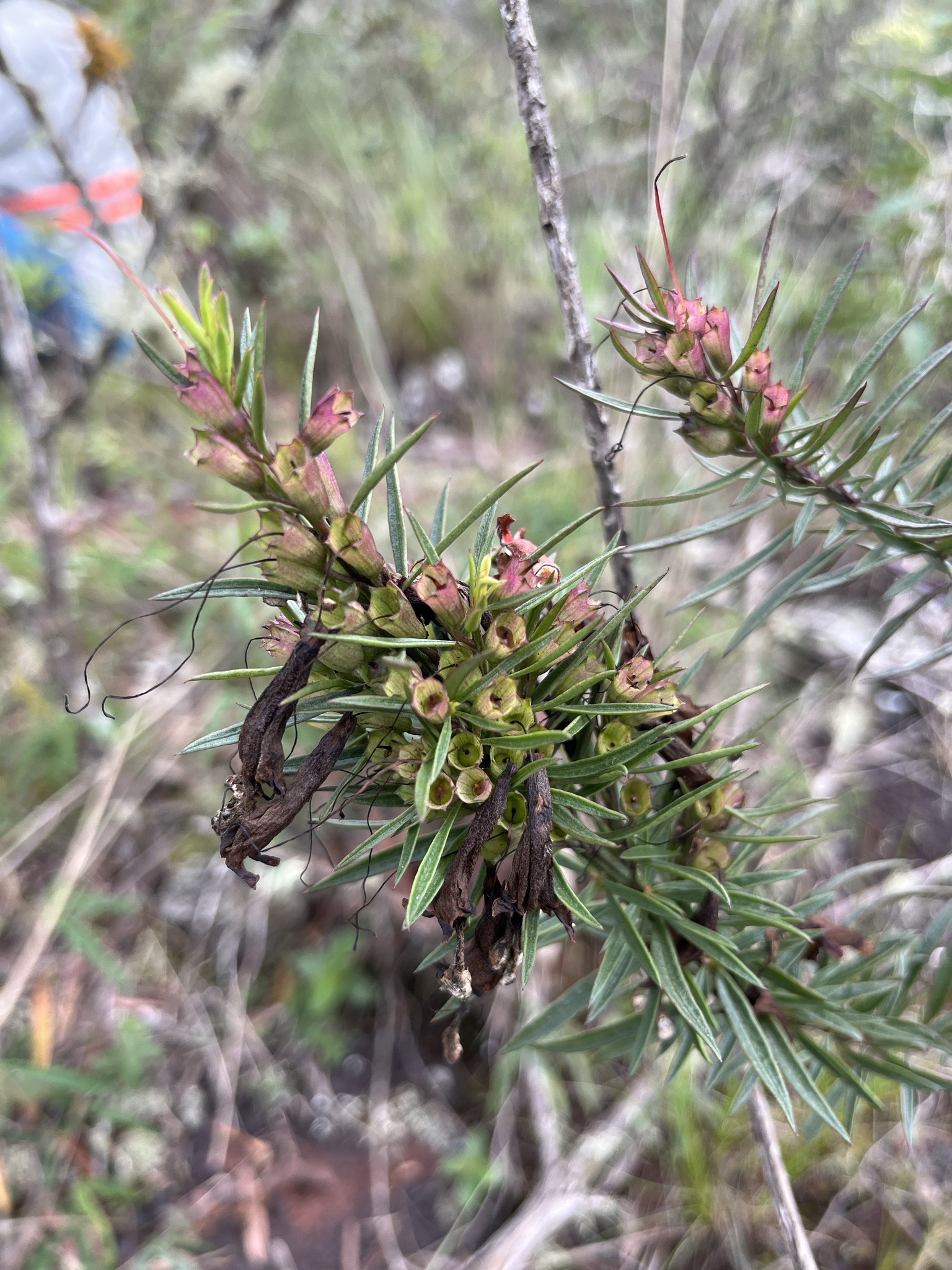 Photo of Esterhazya splendida (5/10)