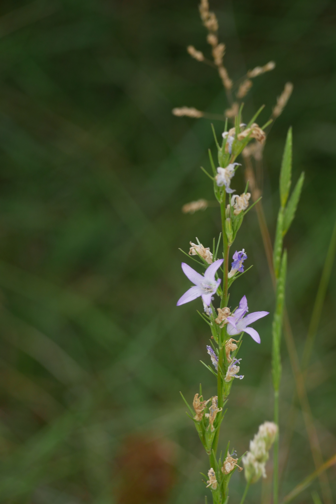 Photo of Rampion (12/12)