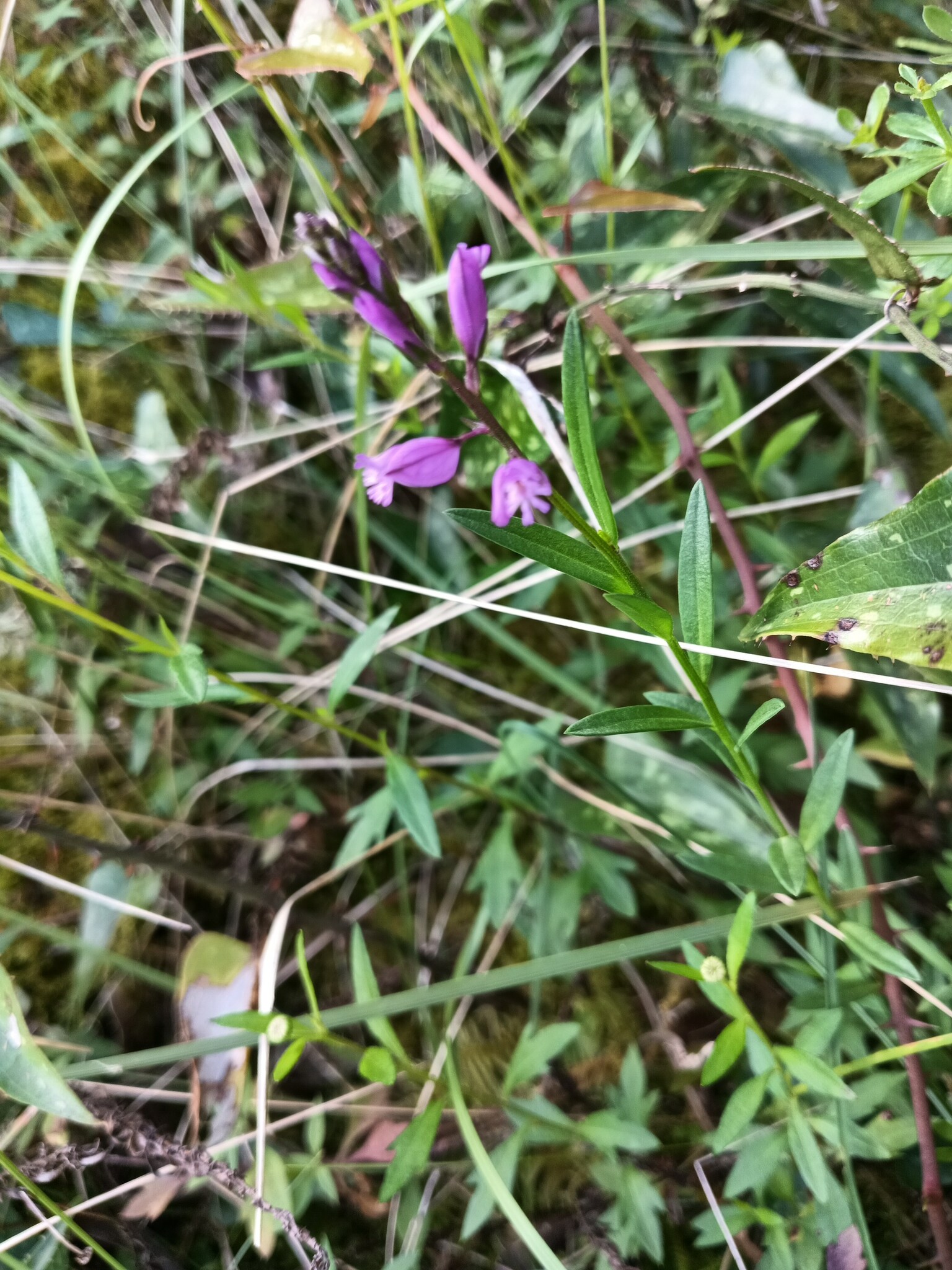 Photo of Common Milkwort (5/6)