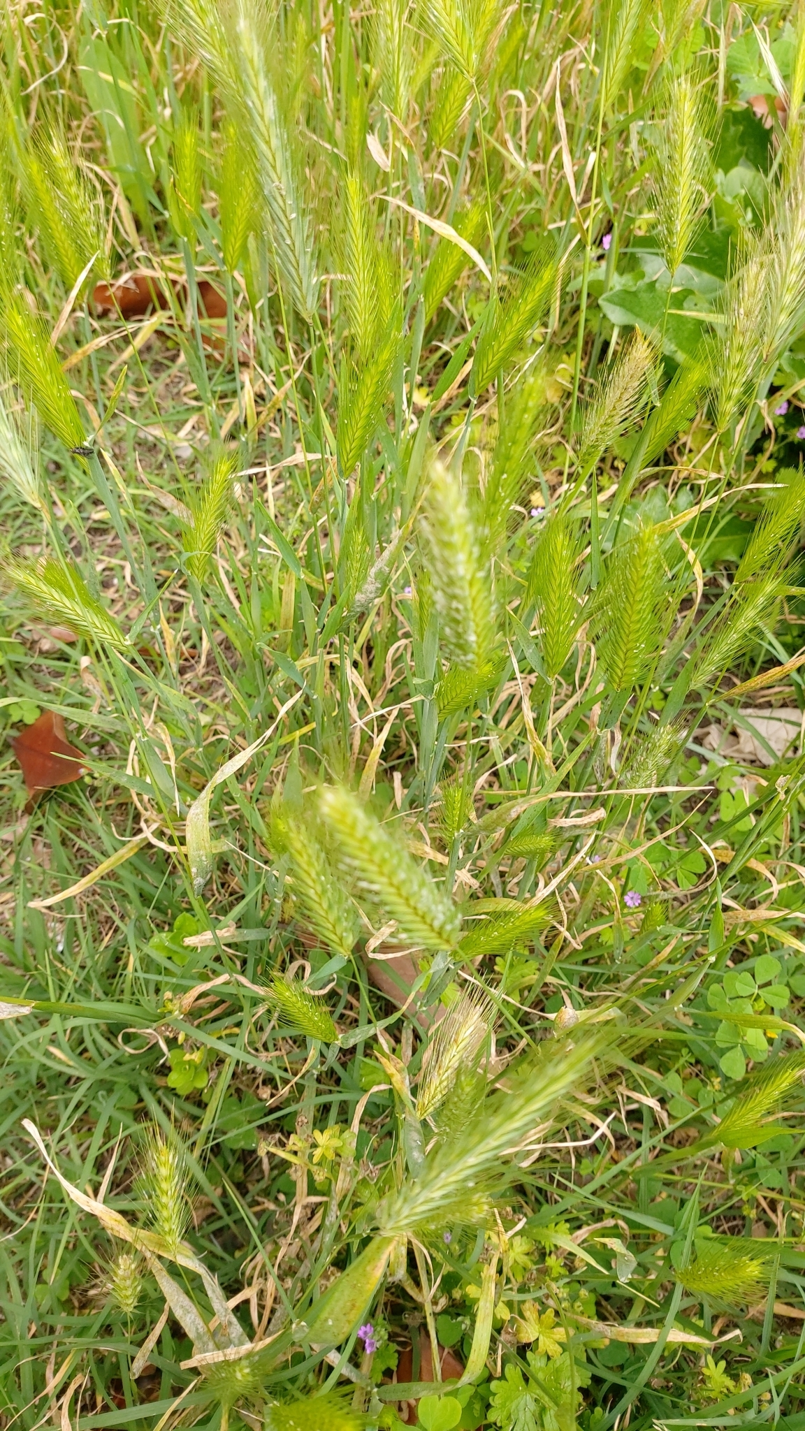 Photo of wall barley (4/12)