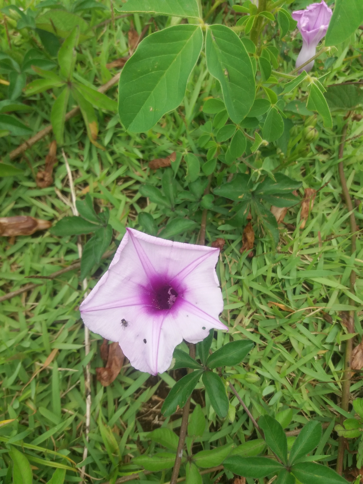 Photo of Mile-a-minute vine (10/12)