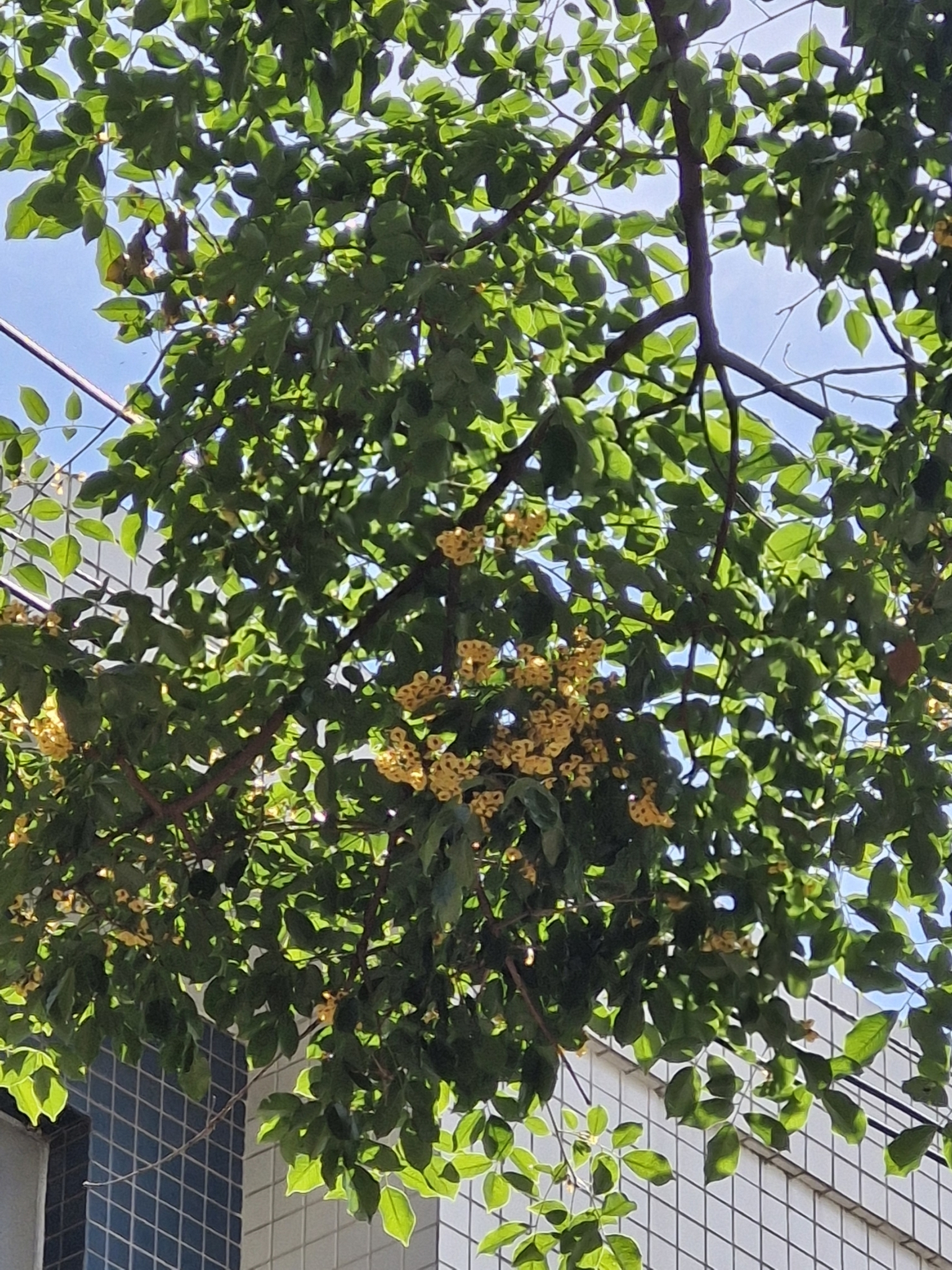 Photo of Pterocarpus violaceus (3/6)