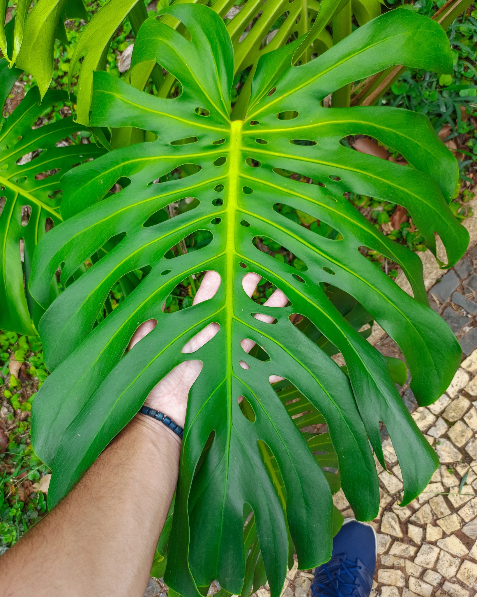 Photo of Swiss Cheese Plant (8/12)