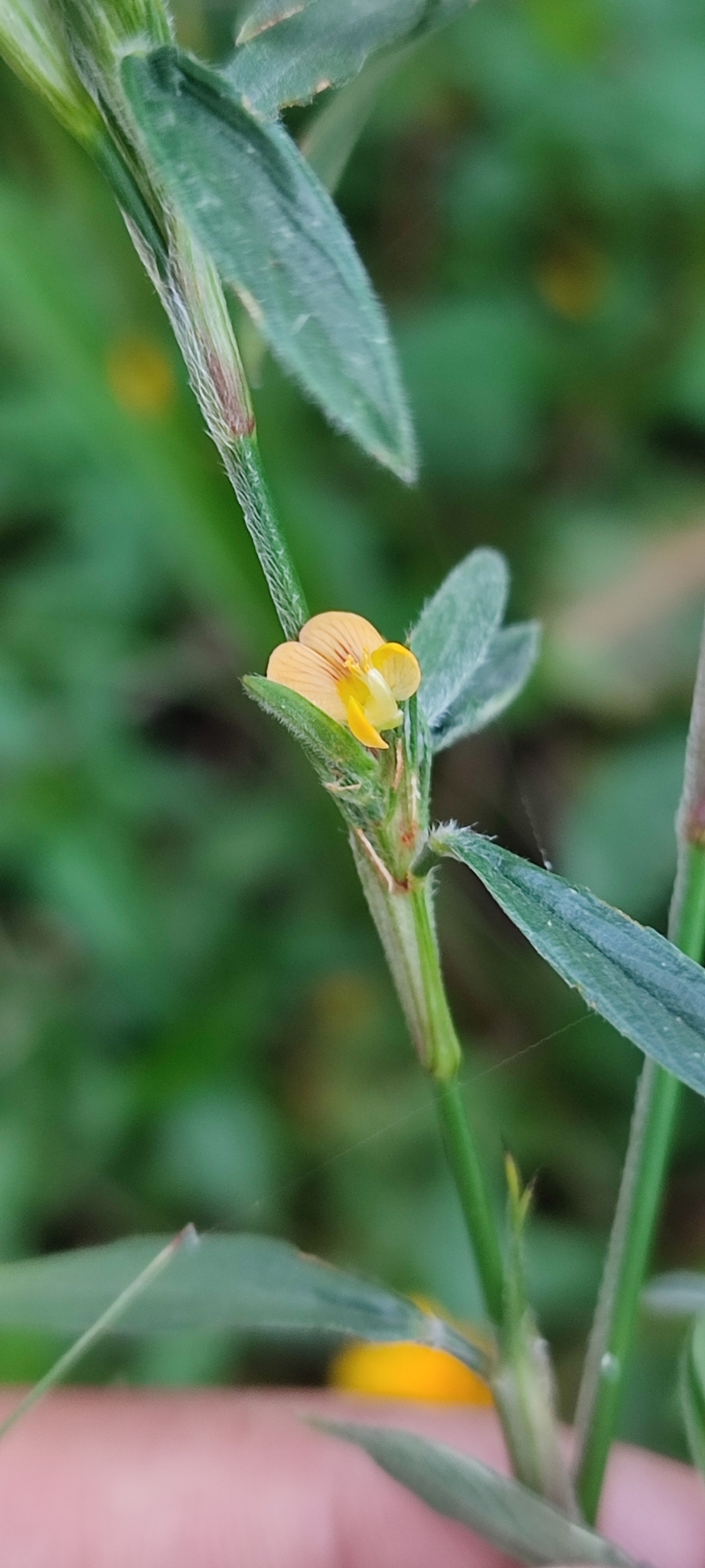 Photo of Stylosanthes (5/7)
