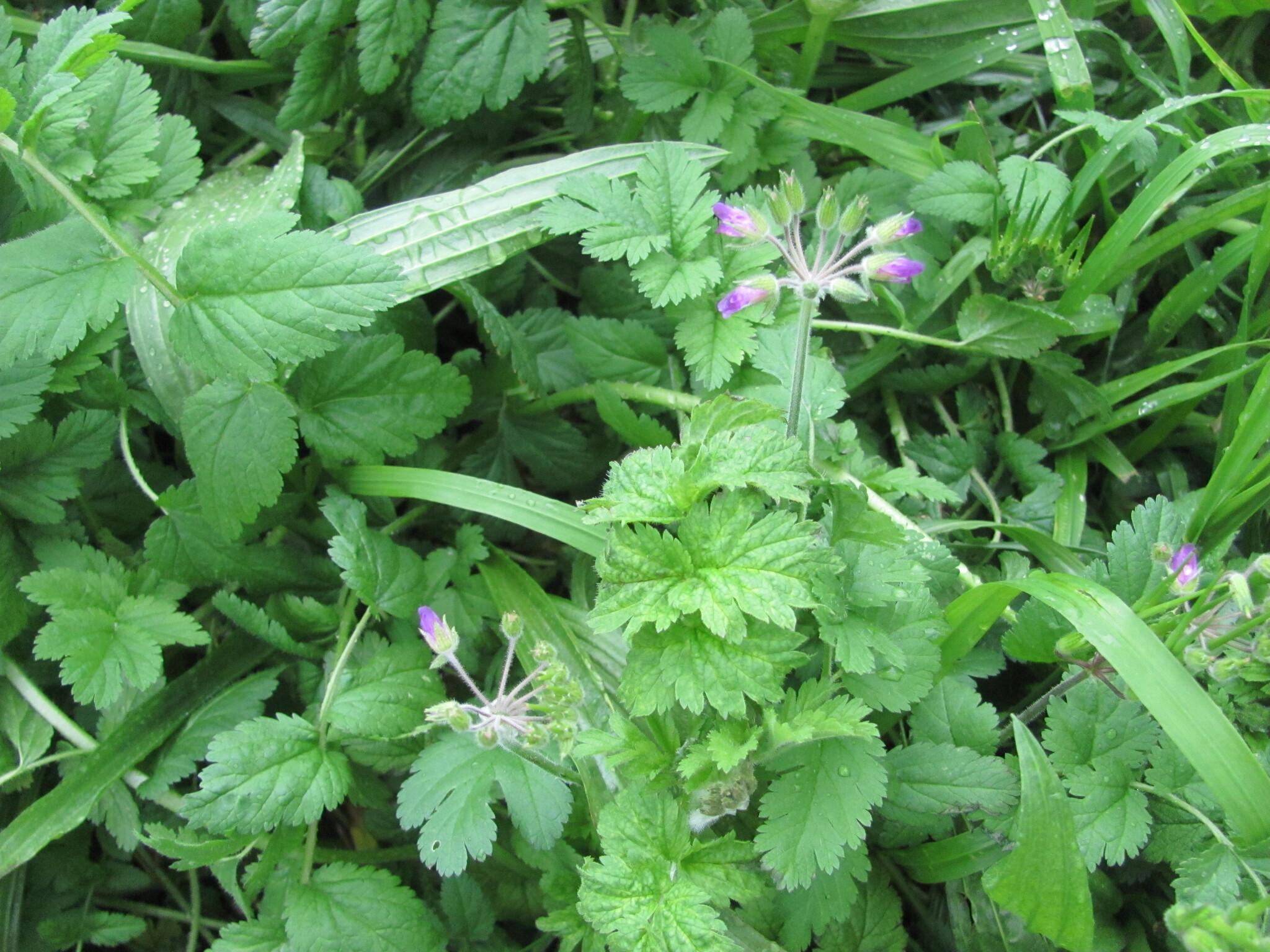 Photo of musk stork's-bill (2/7)