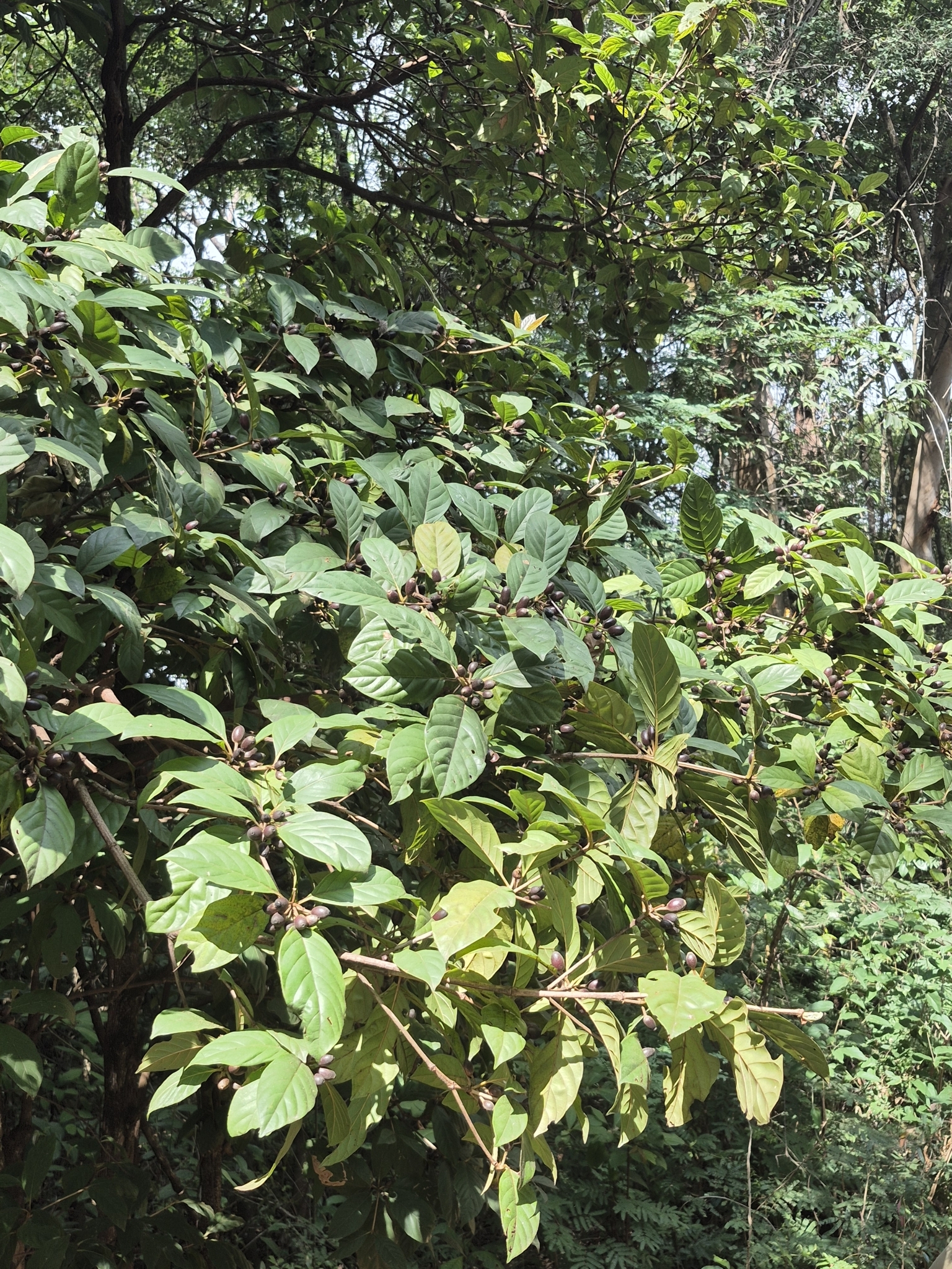 Photo of Amaioua guianensis (6/9)