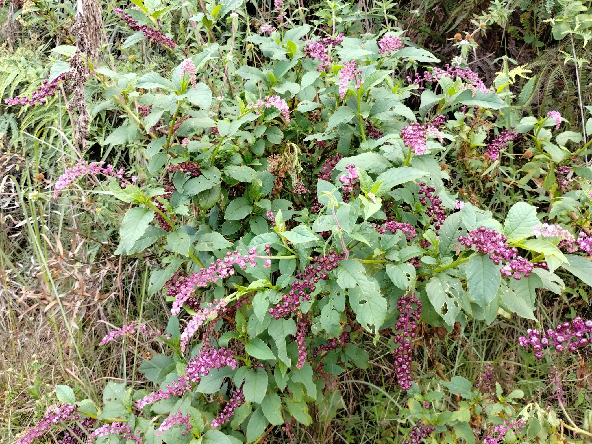 Photo of Brazilian Pokeweed (12/12)
