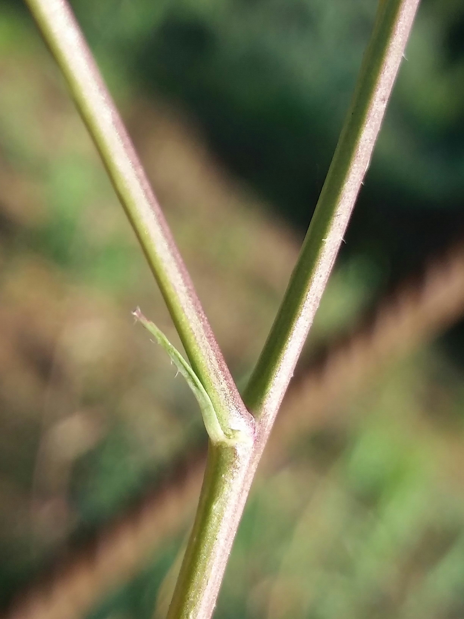 Photo of Shortpod Mustard (8/12)