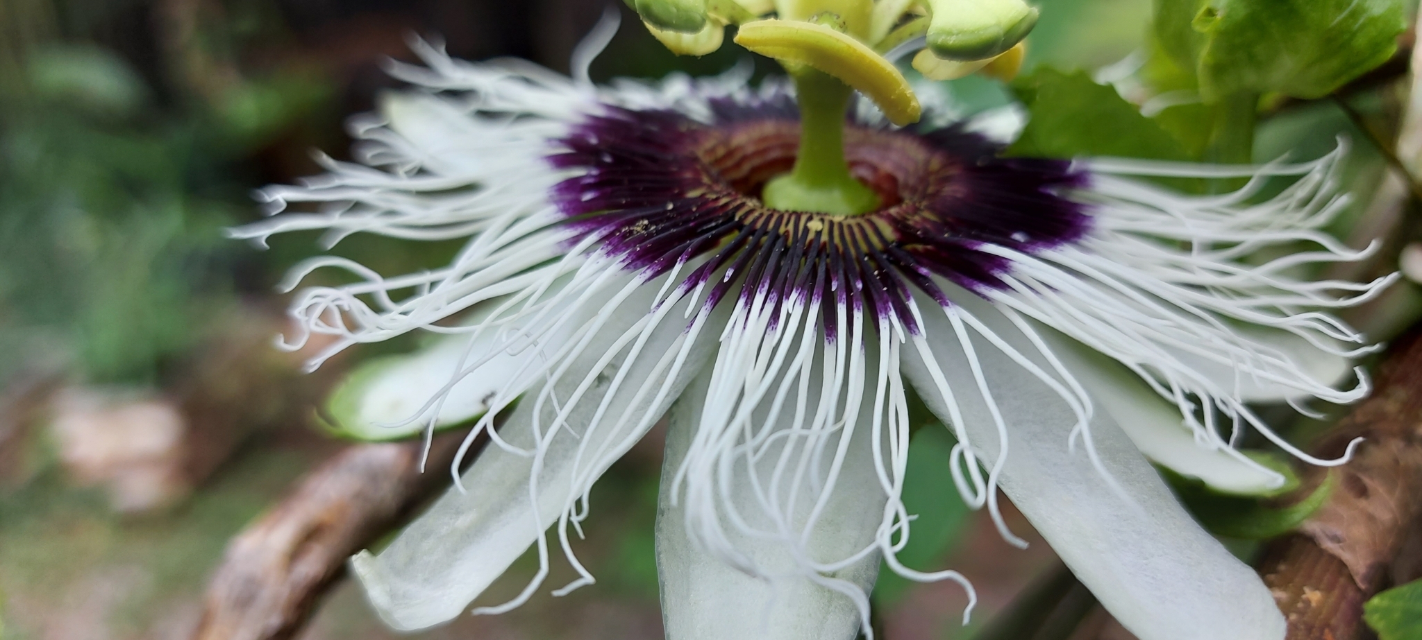 Photo of Yellow passionfruit (5/12)