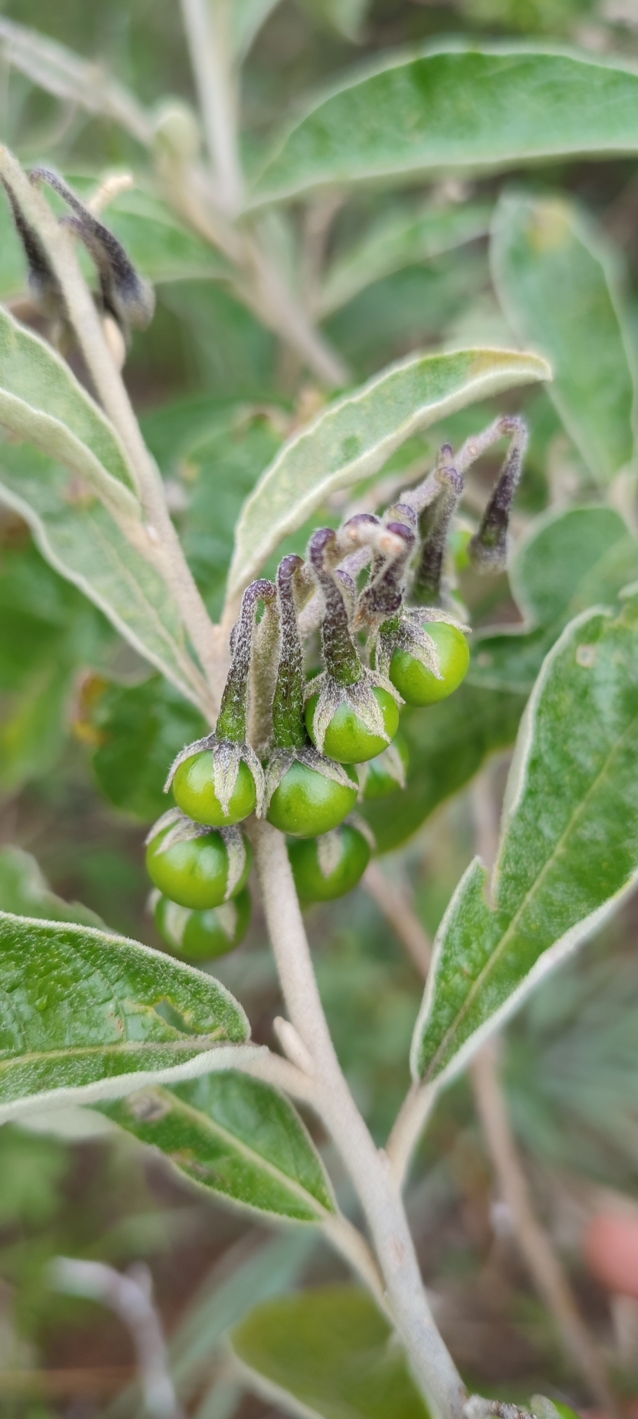 Photo of Solanum paniculatum (6/12)