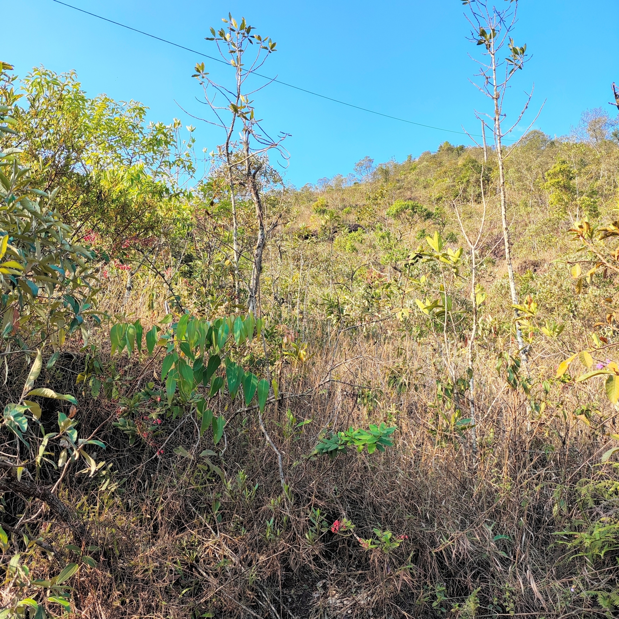 Photo of Gaylussacia brasiliensis (4/8)