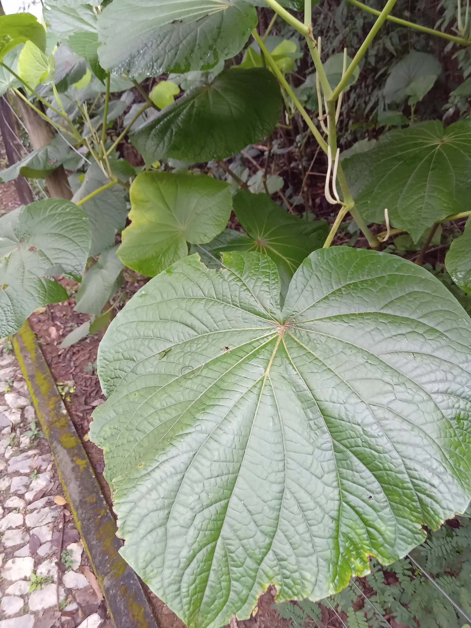 Photo of pariparoba (1/12)