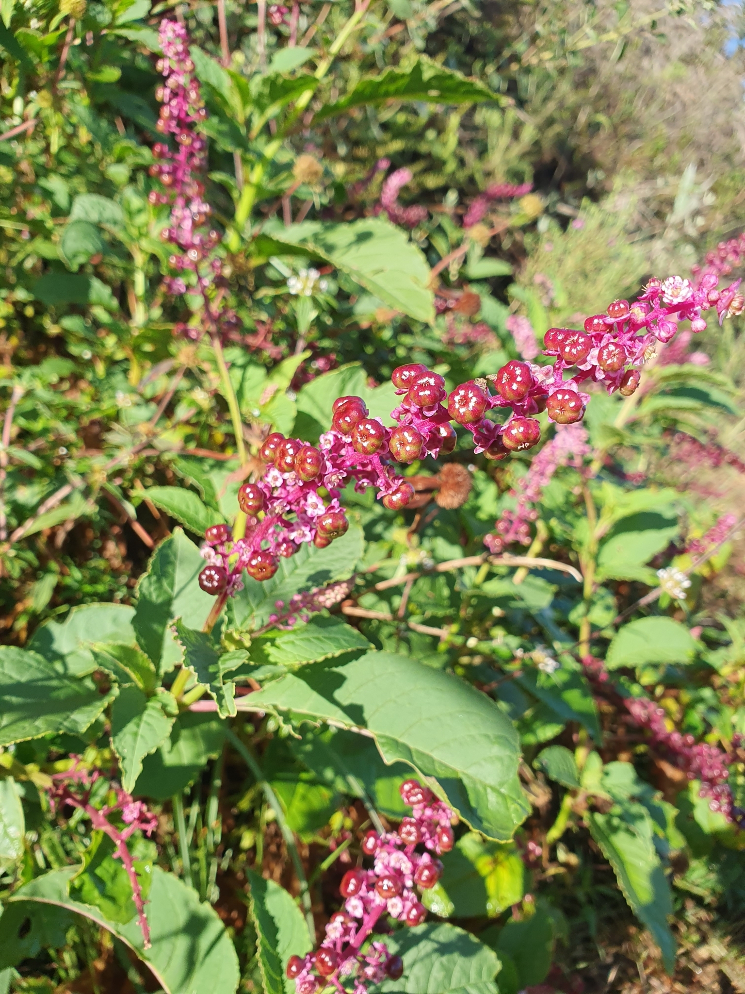 Photo of Brazilian Pokeweed (9/12)