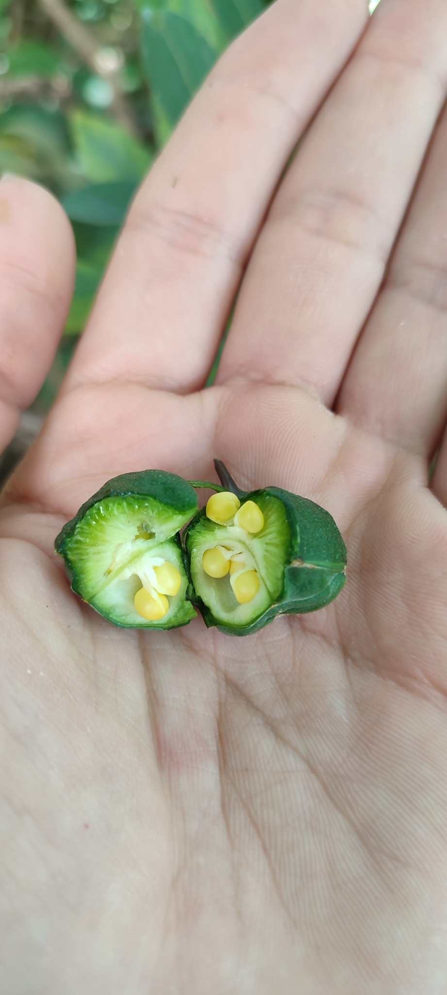 Photo of salsilla (2/12)